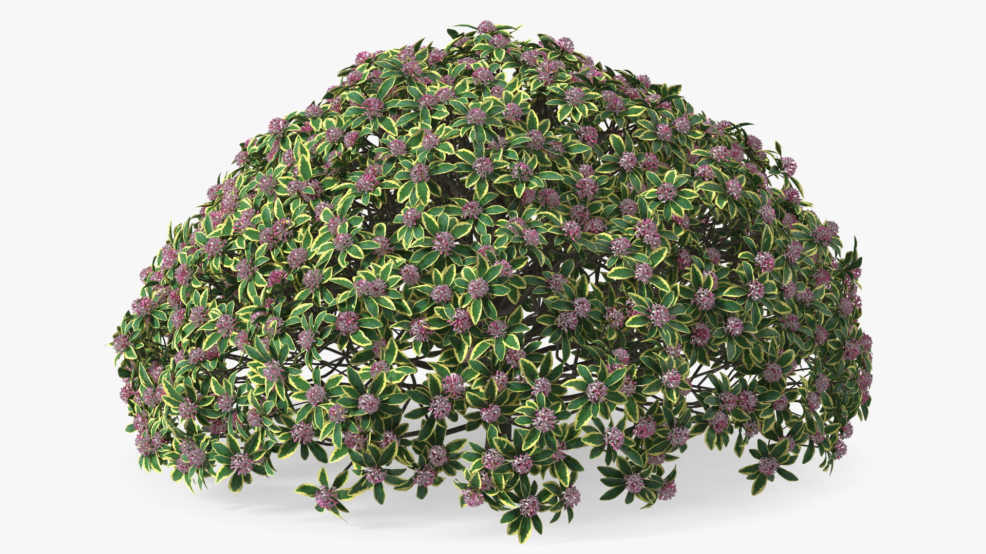 3D model Daphne Odora with Pink Flowers