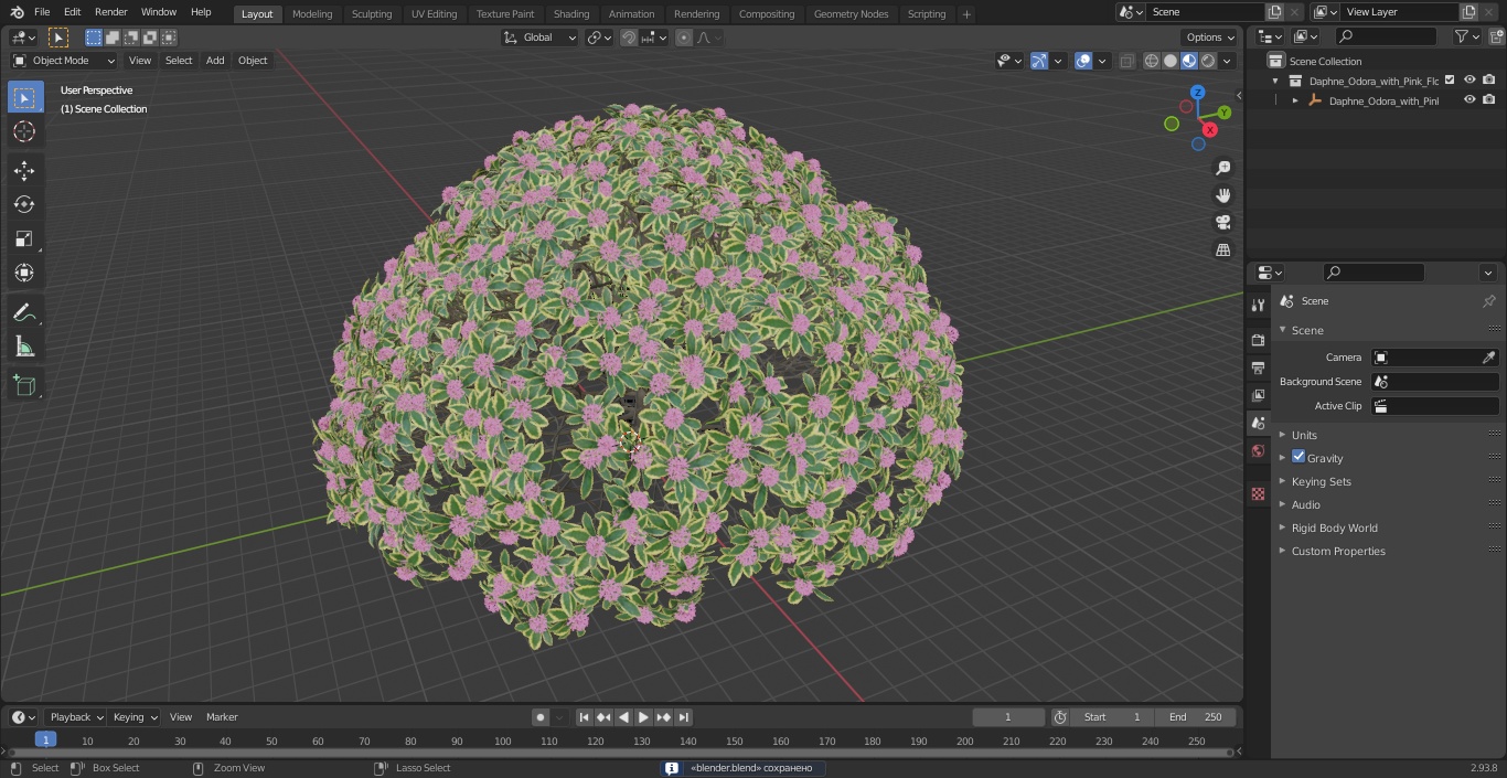 3D model Daphne Odora with Pink Flowers