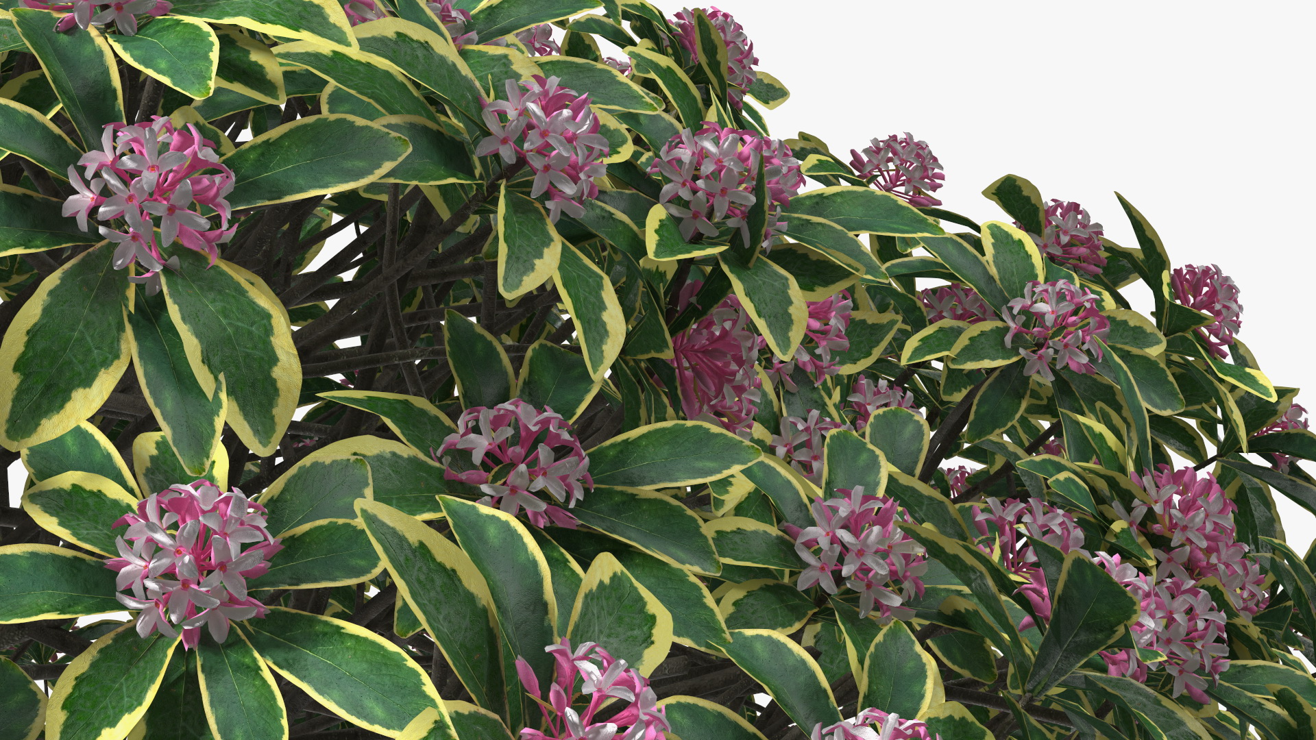 3D model Daphne Odora with Pink Flowers