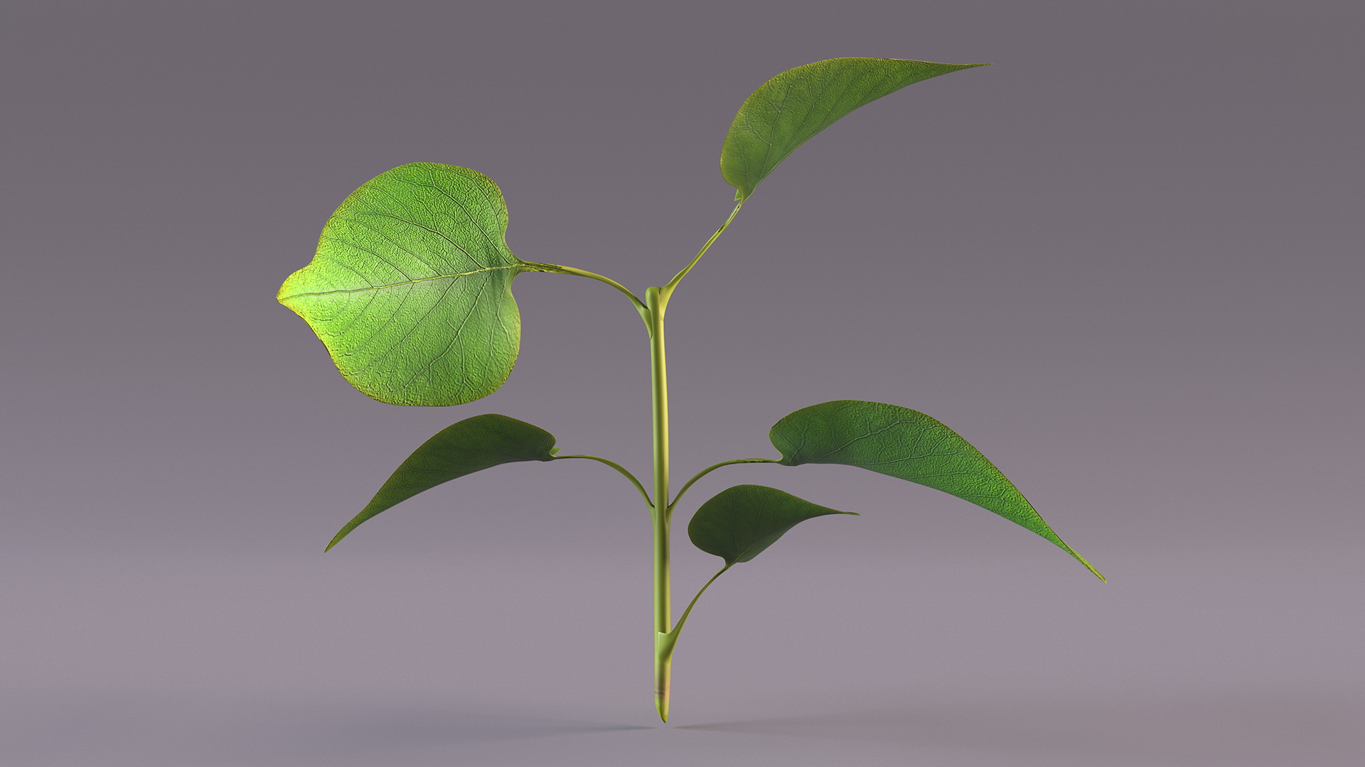 Branch with Green Leaves 3D model