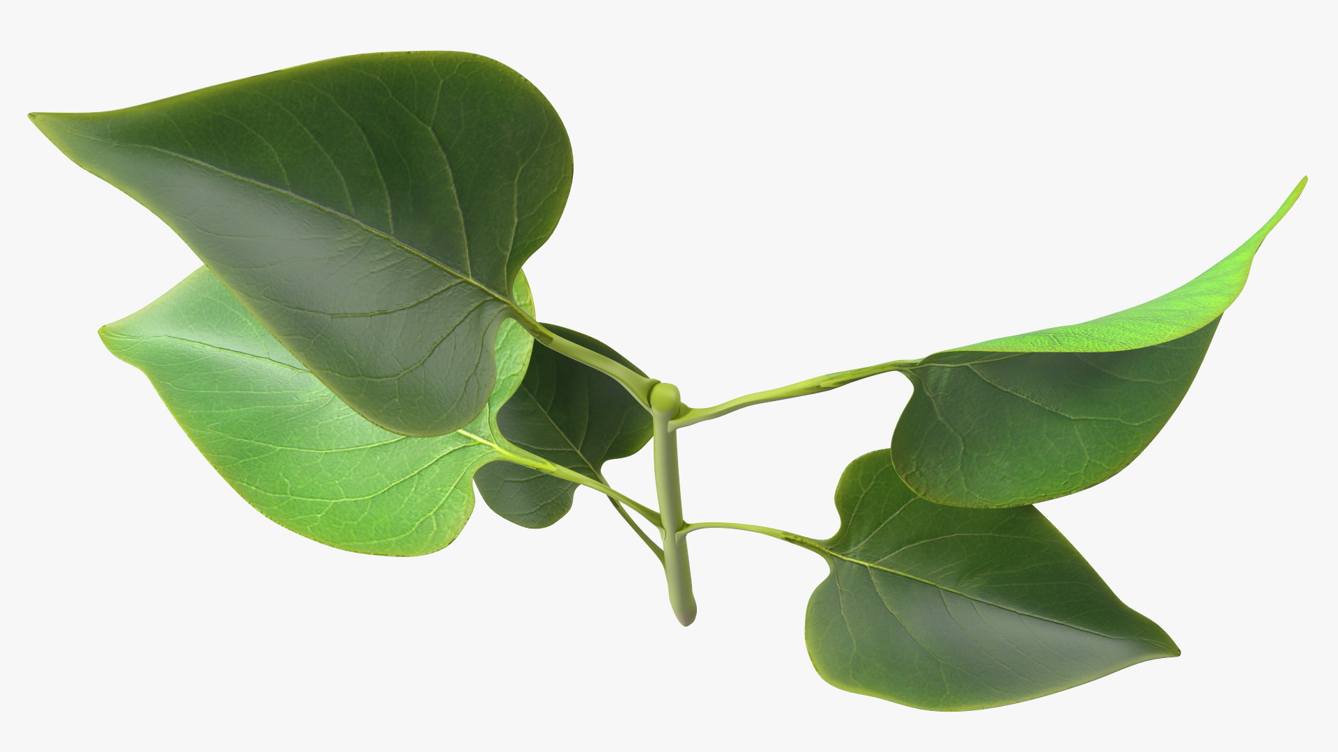 Branch with Green Leaves 3D model