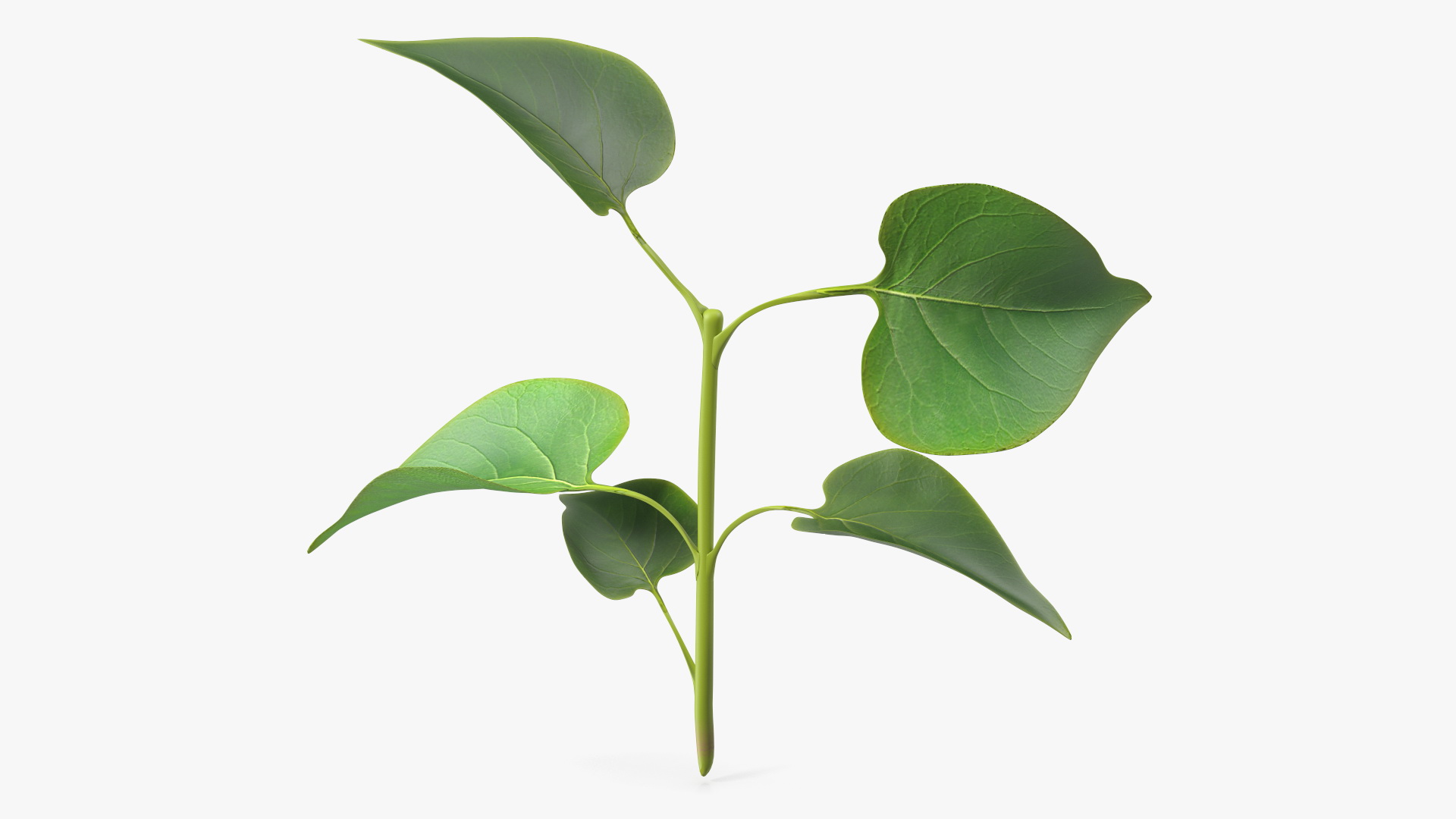 Branch with Green Leaves 3D model