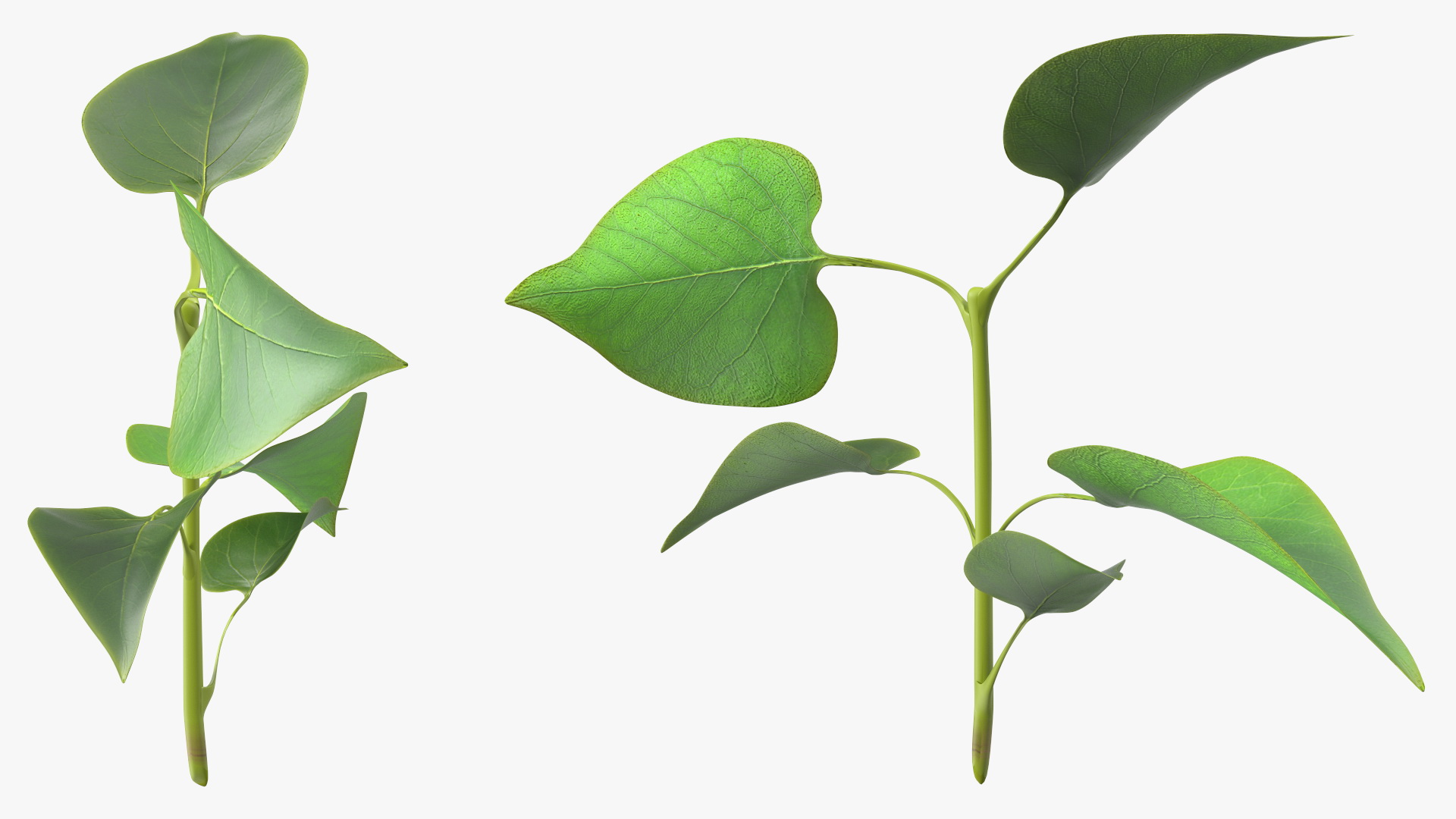 Branch with Green Leaves 3D model