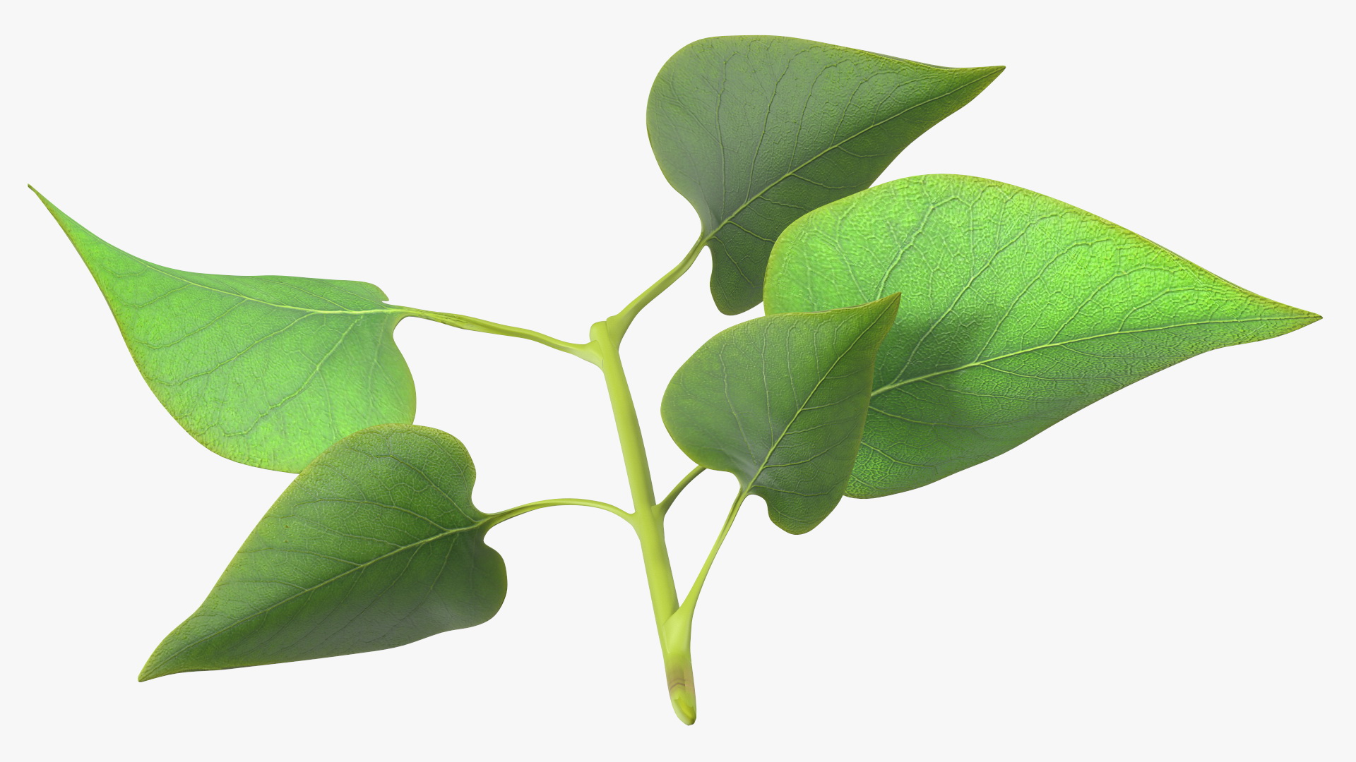 Branch with Green Leaves 3D model
