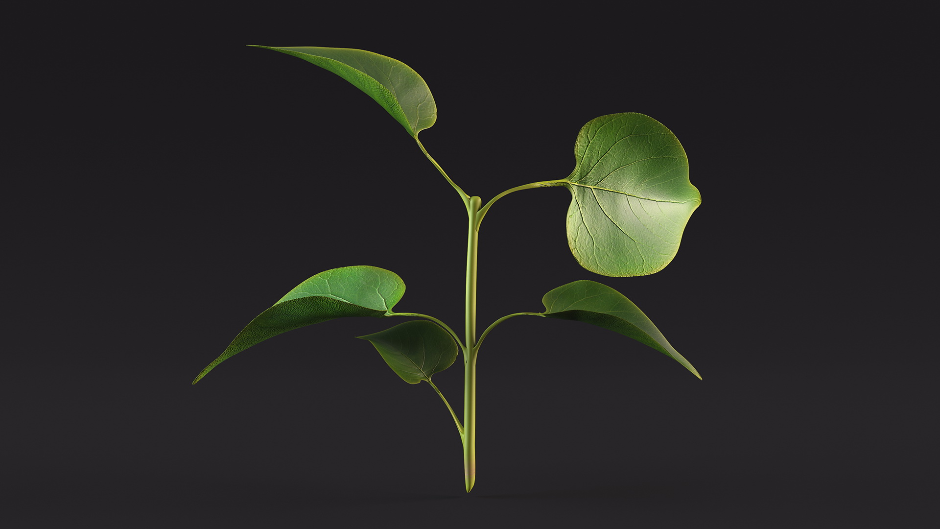 Branch with Green Leaves 3D model
