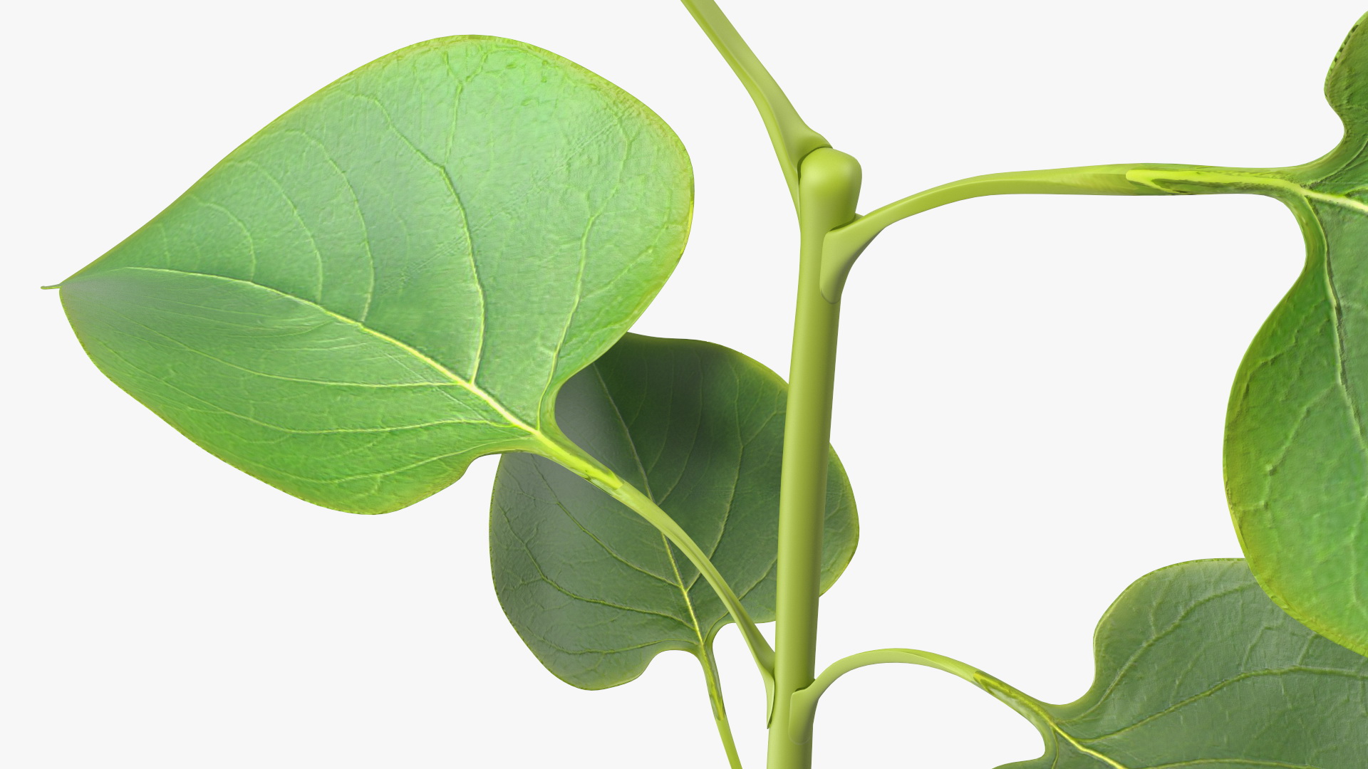 Branch with Green Leaves 3D model