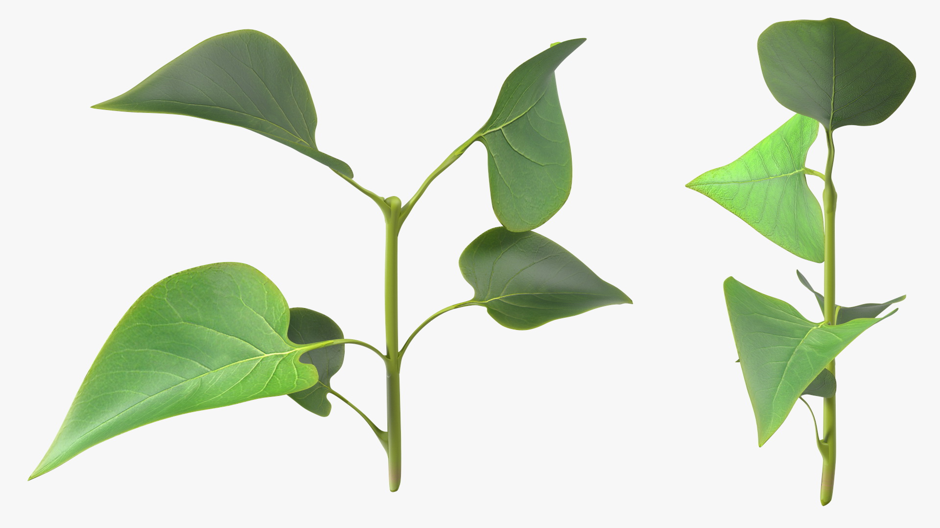 Branch with Green Leaves 3D model