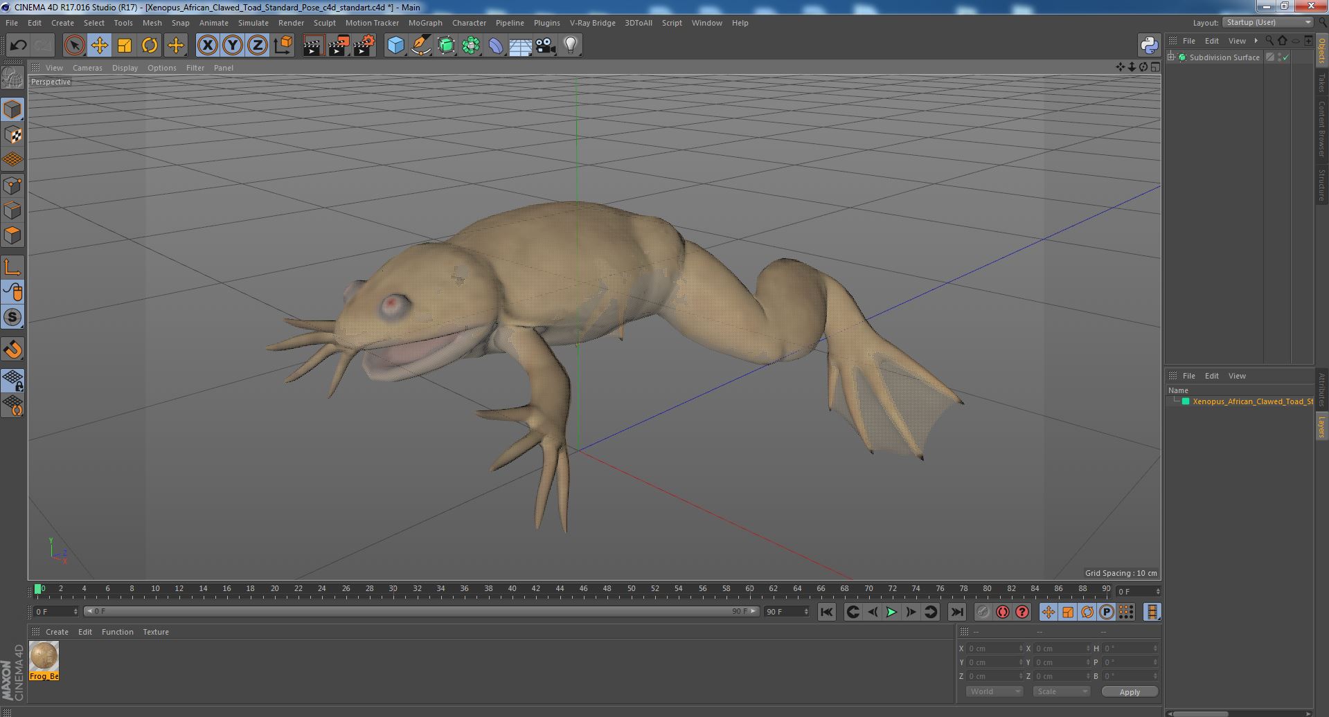 3D Xenopus African Clawed Toad Standard Pose