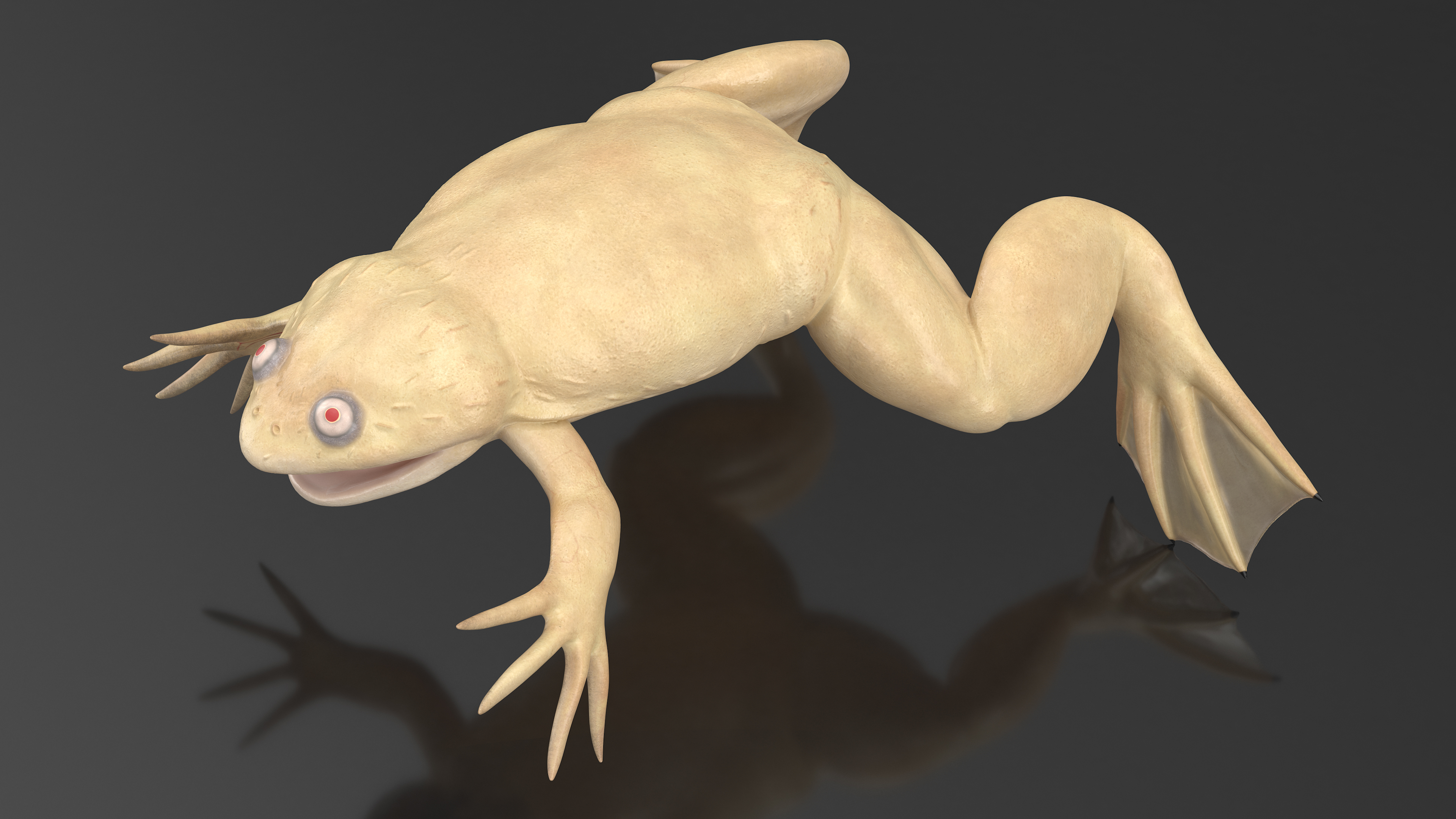 3D Xenopus African Clawed Toad Standard Pose