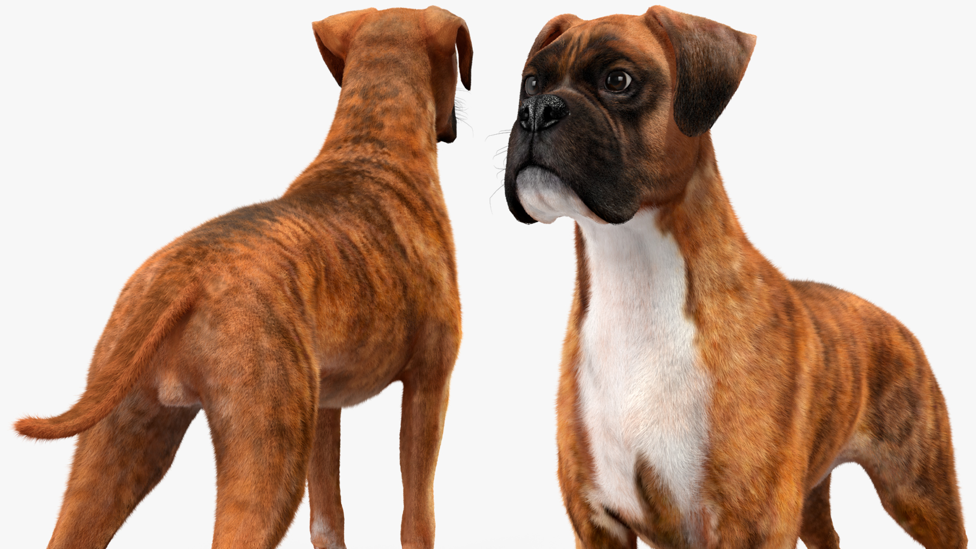 Boxer Dog Tiger Colored Fur 3D