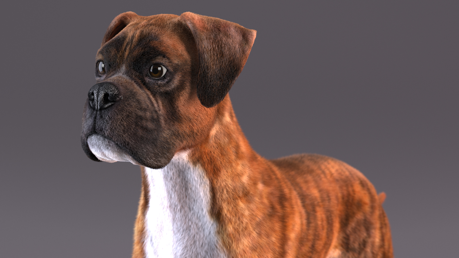 Boxer Dog Tiger Colored Fur 3D