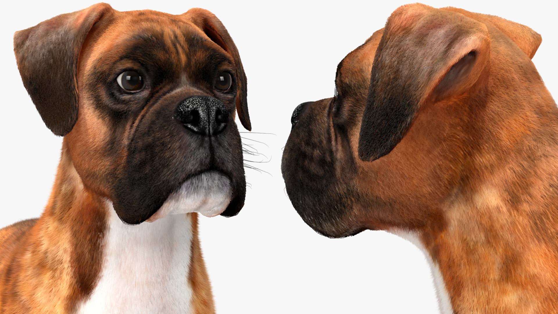 Boxer Dog Tiger Colored Fur 3D