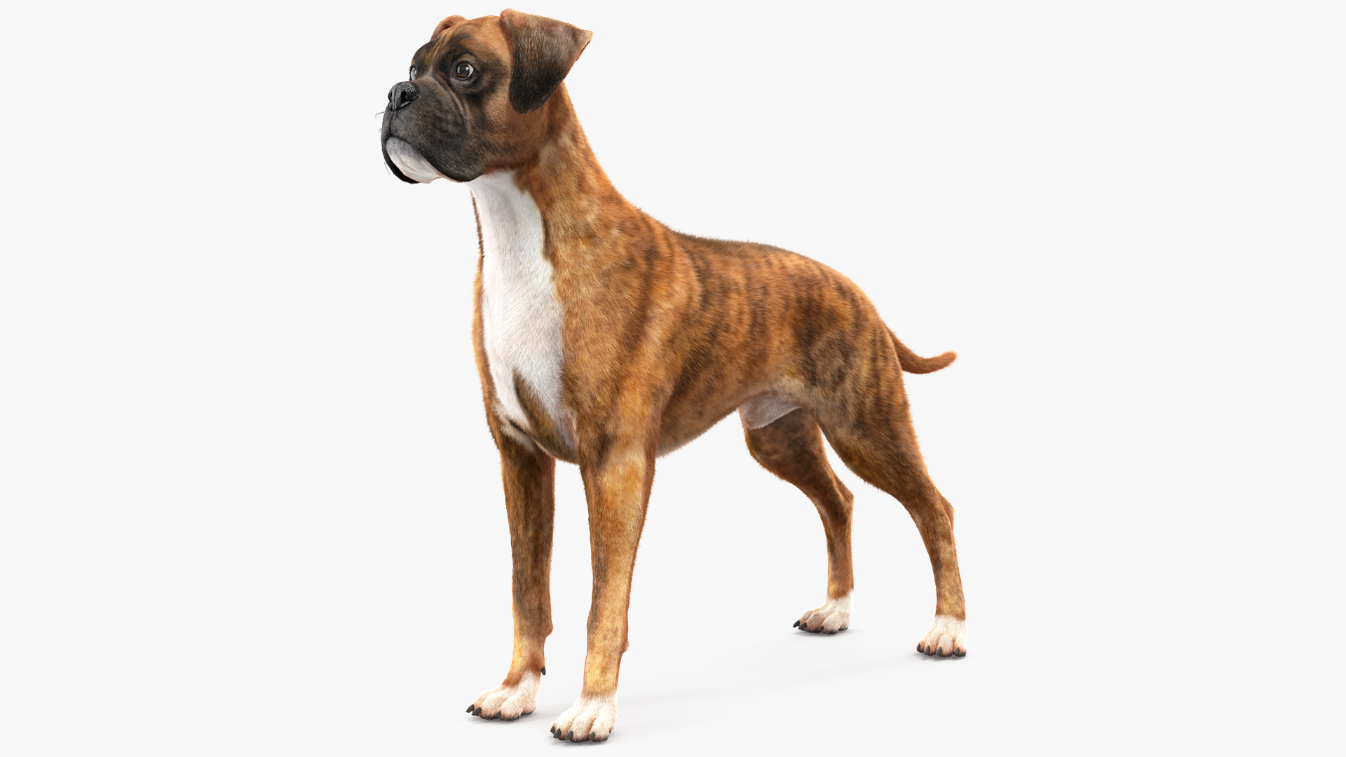Boxer Dog Tiger Colored Fur 3D