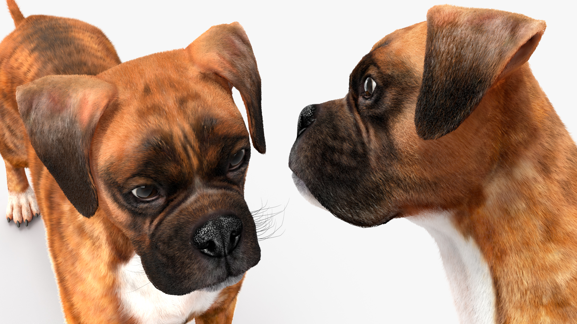 Boxer Dog Tiger Colored Fur 3D