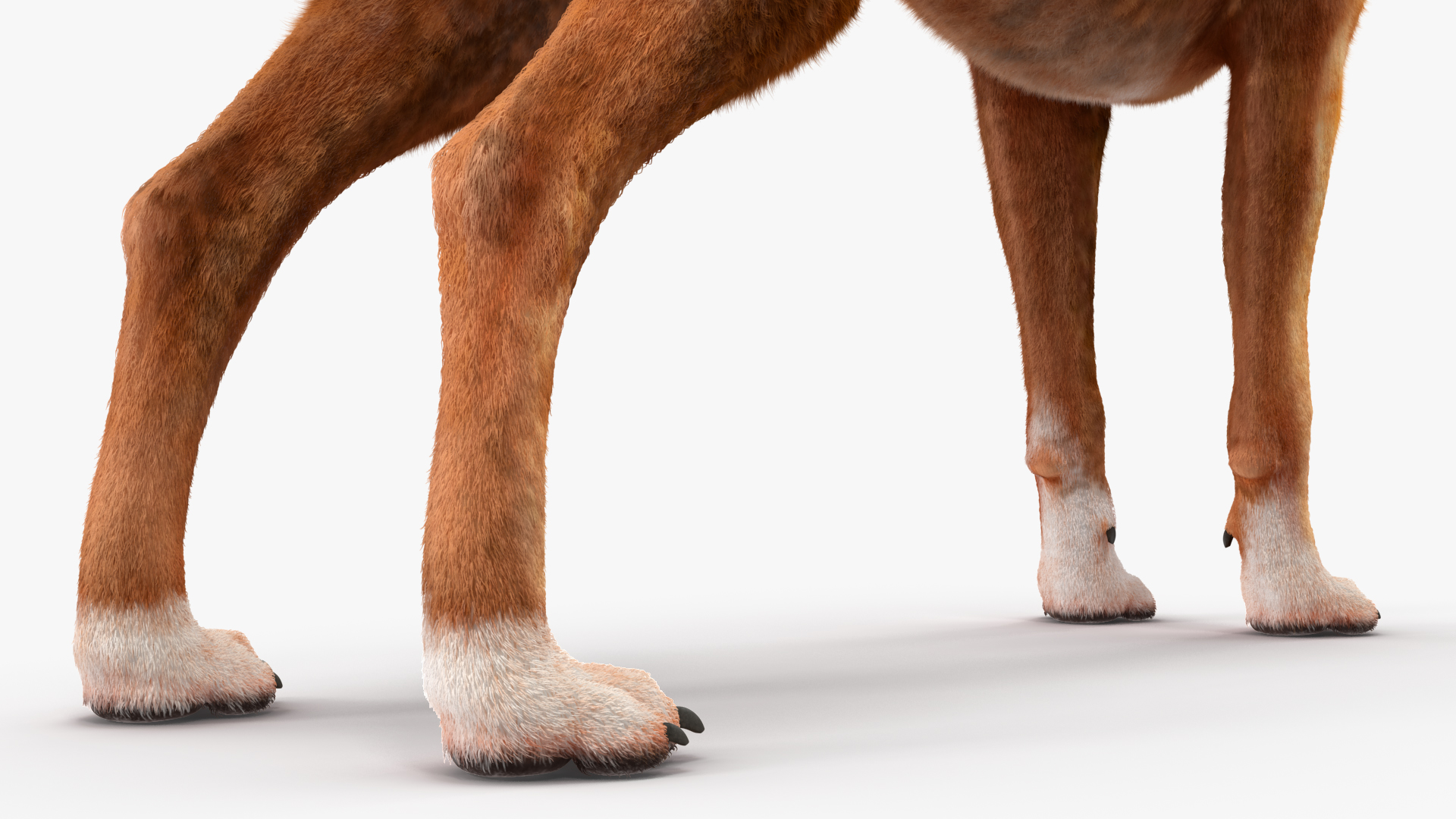 Boxer Dog Tiger Colored Fur 3D