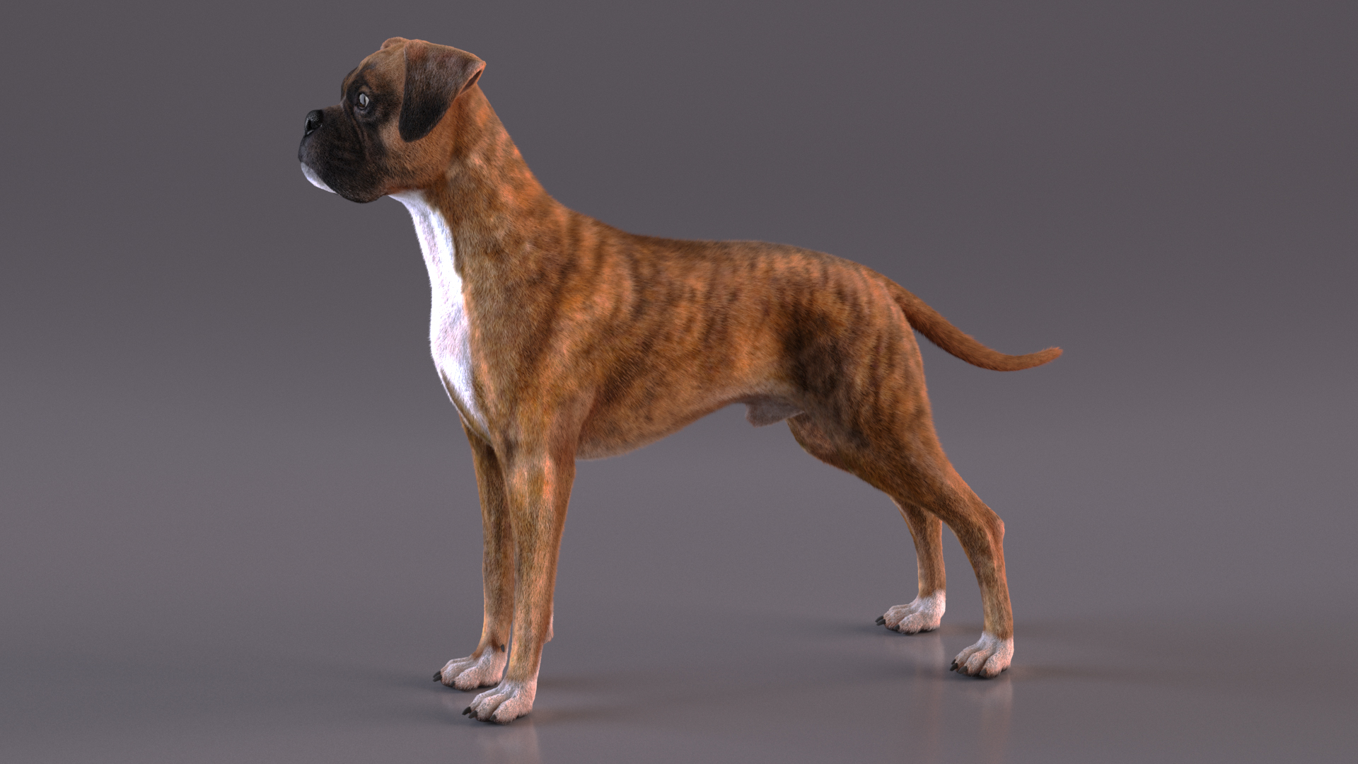 Boxer Dog Tiger Colored Fur 3D