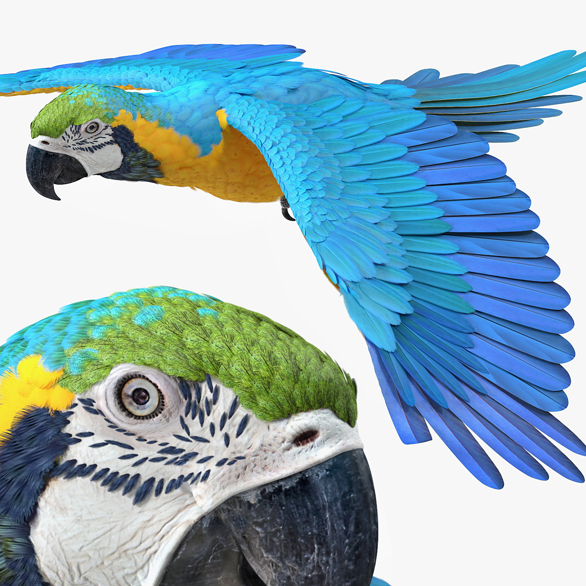 Blue and Yellow Macaw Flying Pose
