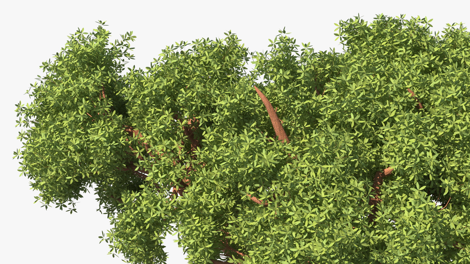 3D Baobab Tree