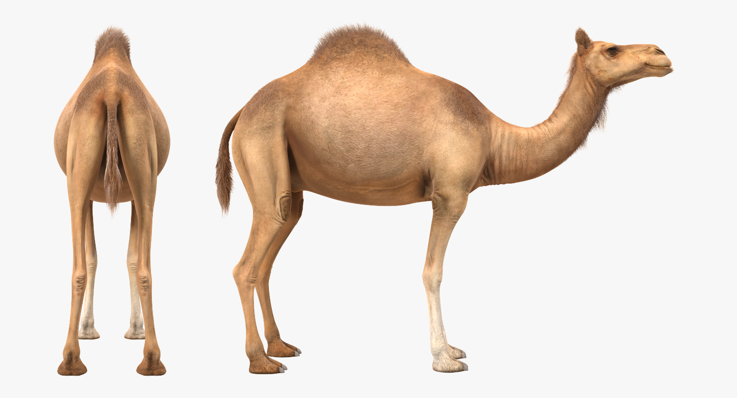 3D Camel Standing Pose with Fur model