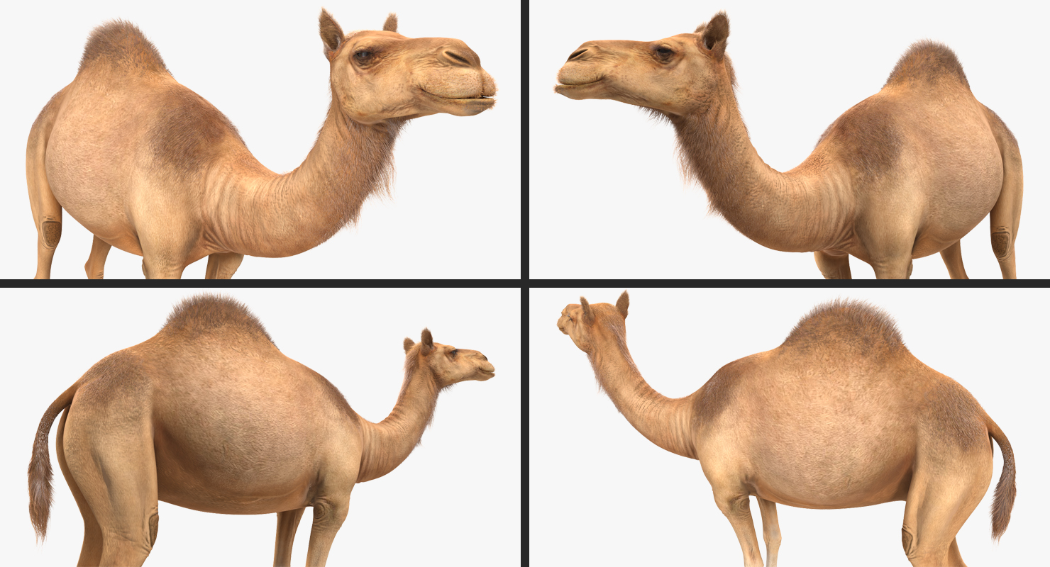 3D Camel Standing Pose with Fur model