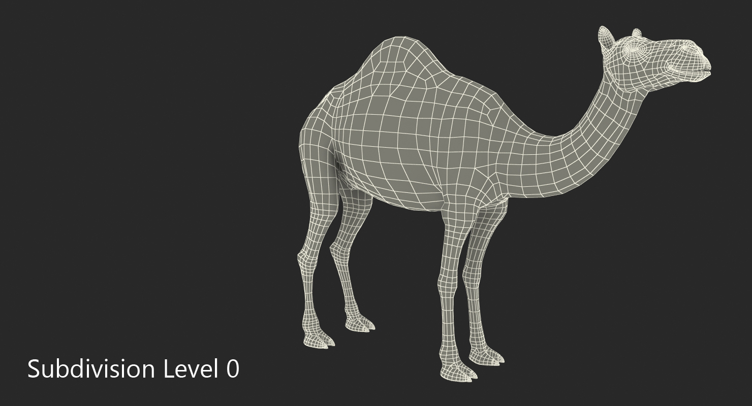 3D Camel Standing Pose with Fur model