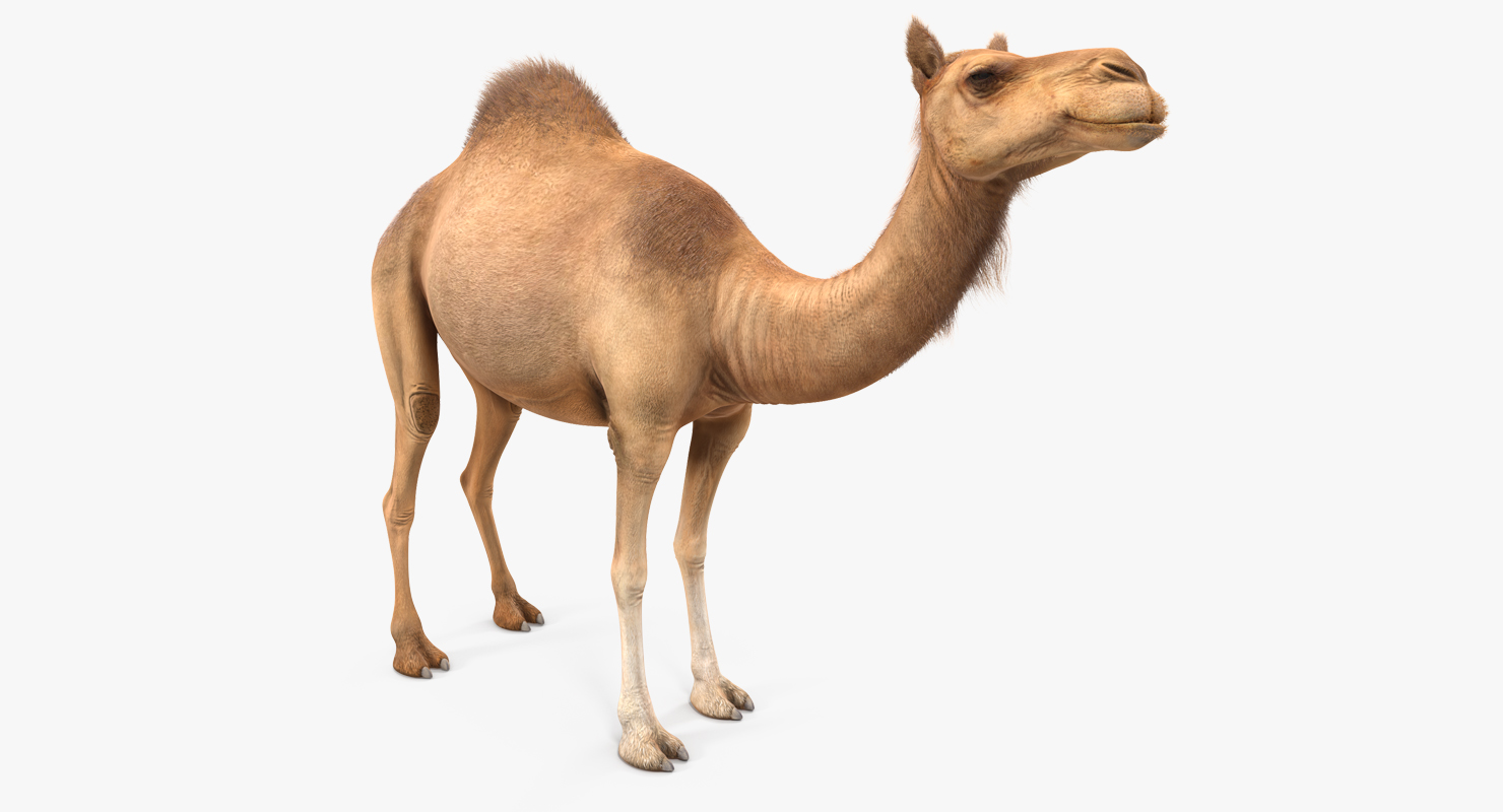3D Camel Standing Pose with Fur model