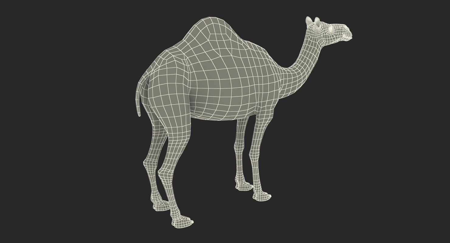 3D Camel Standing Pose with Fur model
