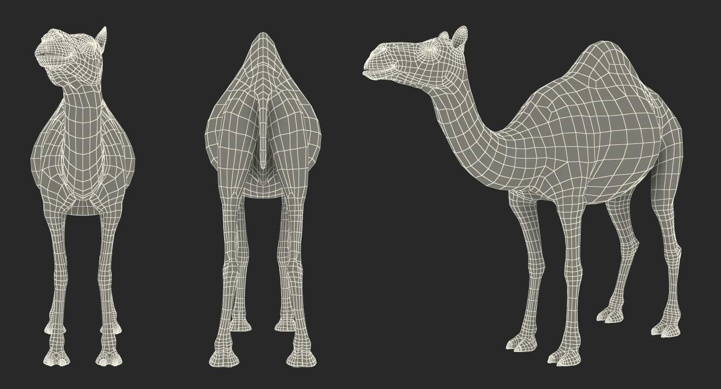 3D Camel Standing Pose with Fur model