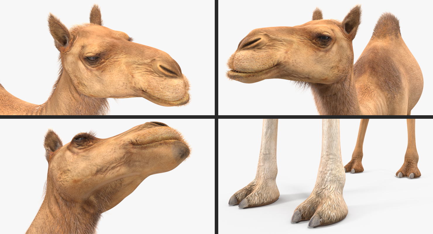 3D Camel Standing Pose with Fur model