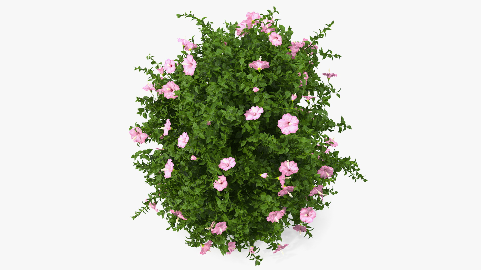 Blooming Hibiscus Bush Pink 3D