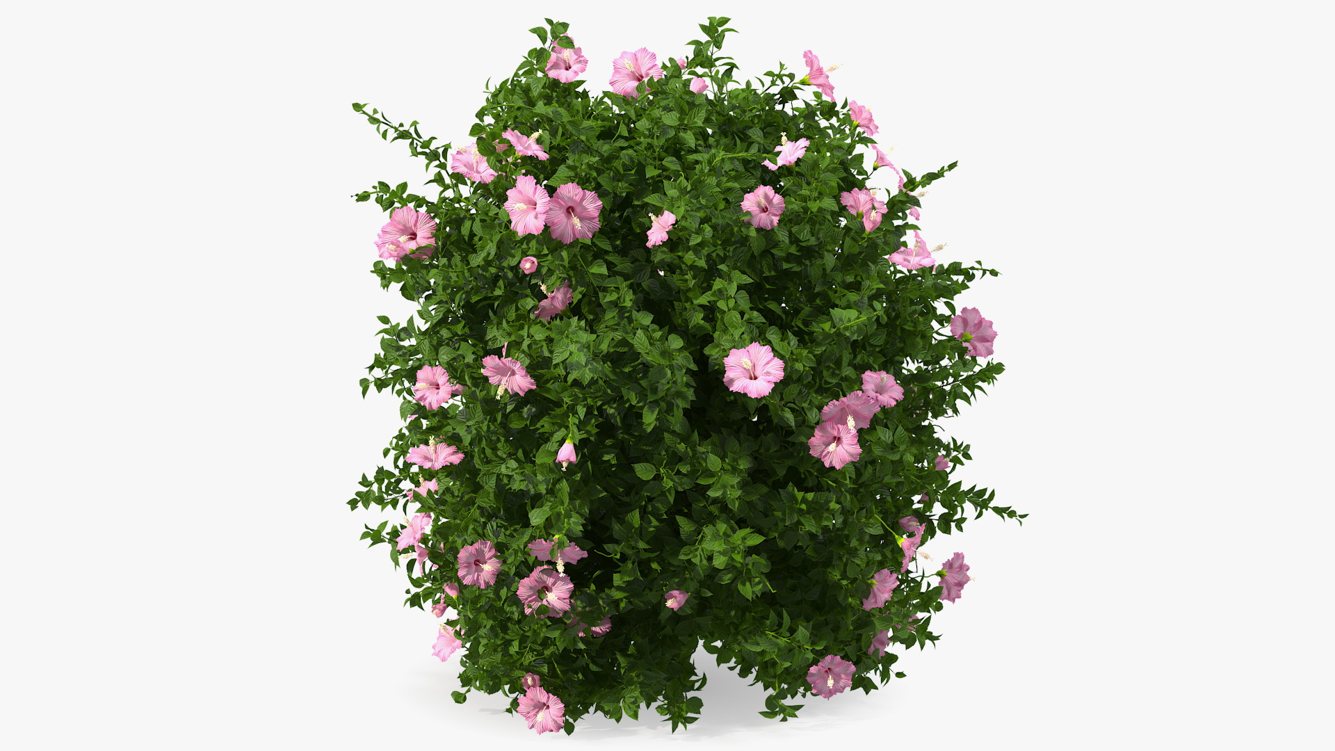 Blooming Hibiscus Bush Pink 3D