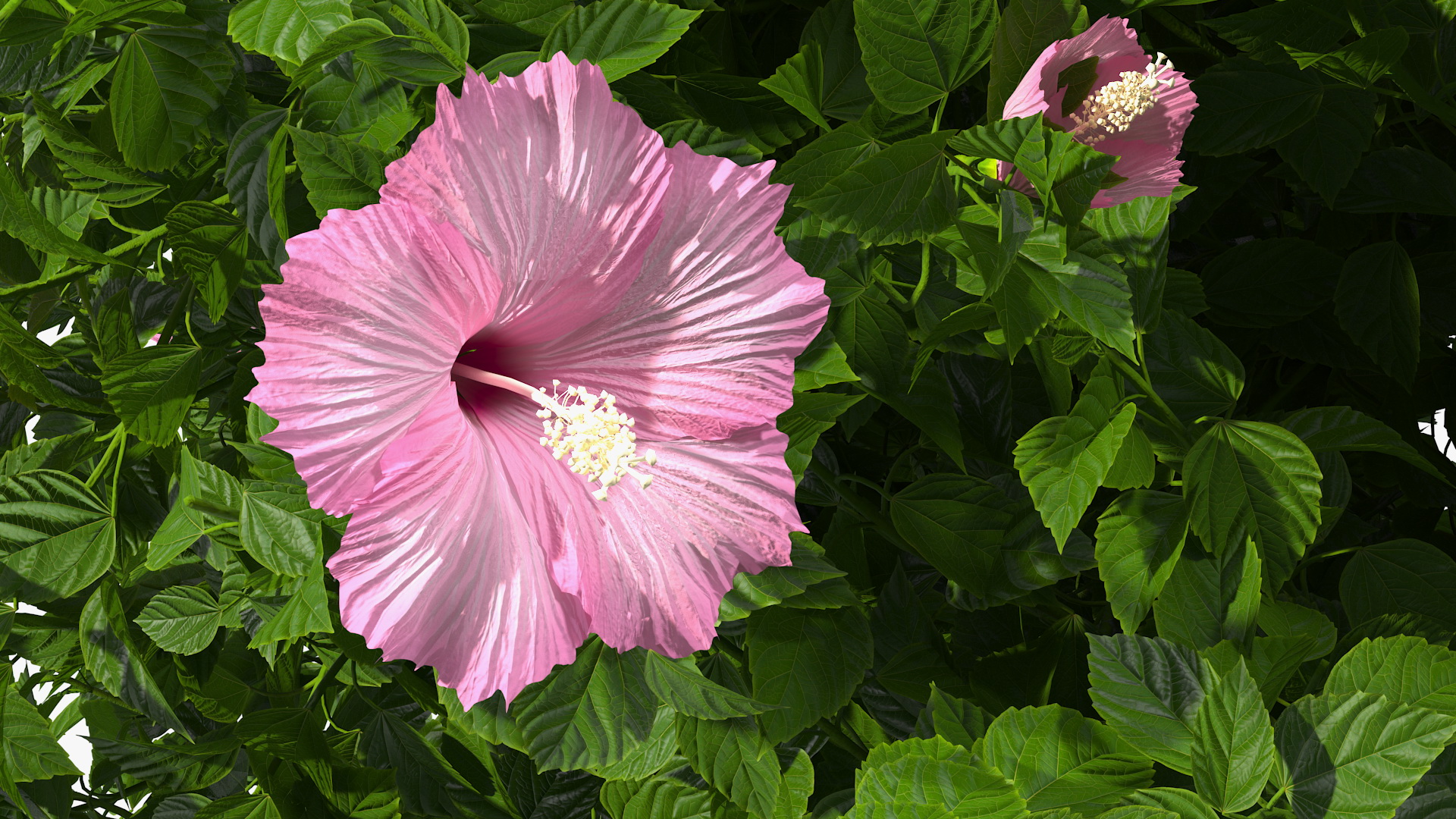 Blooming Hibiscus Bush Pink 3D