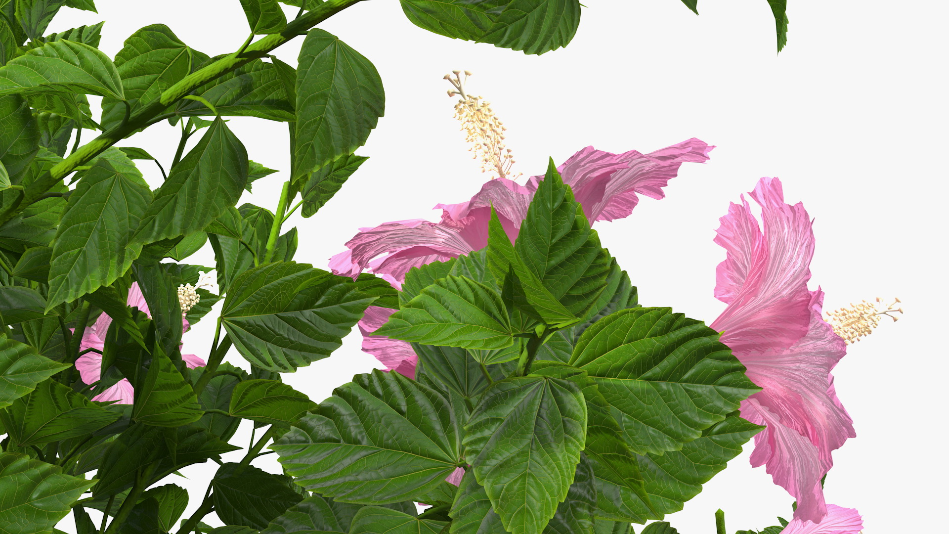 Blooming Hibiscus Bush Pink 3D