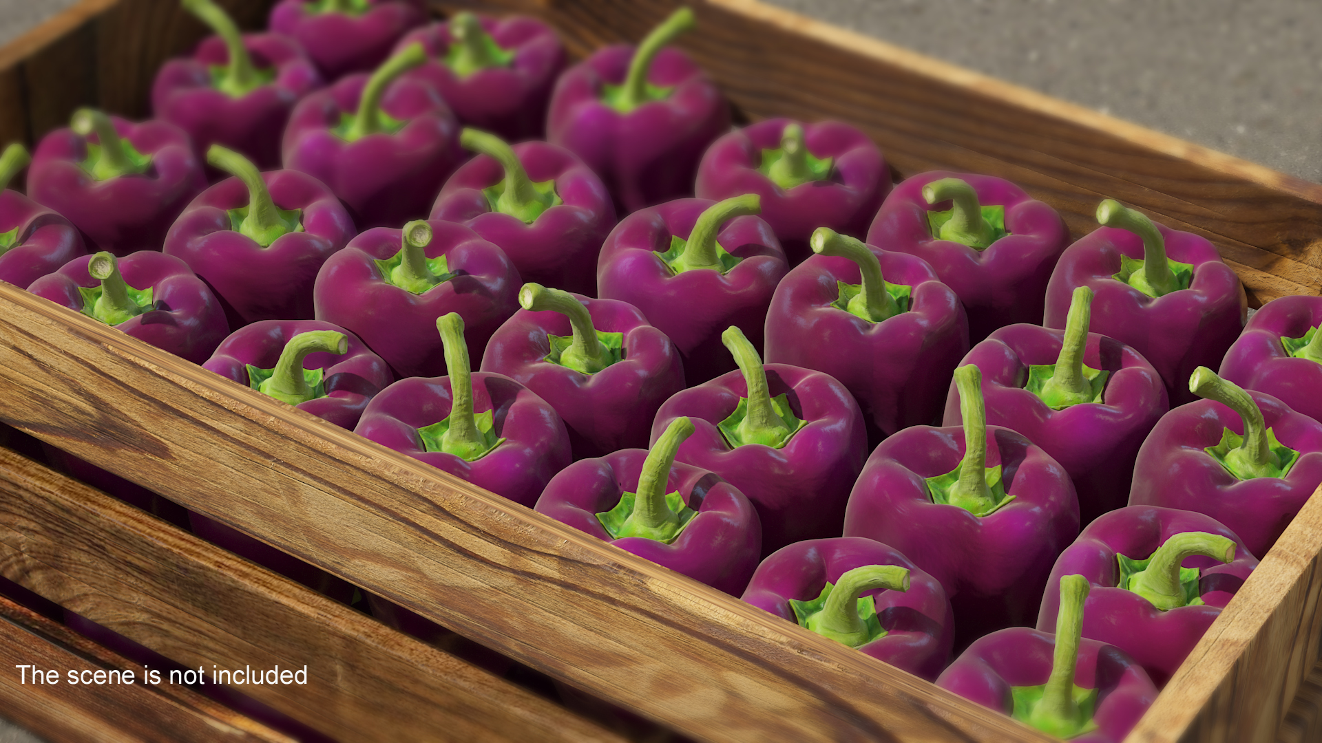 3D Purple Pepper Marconi