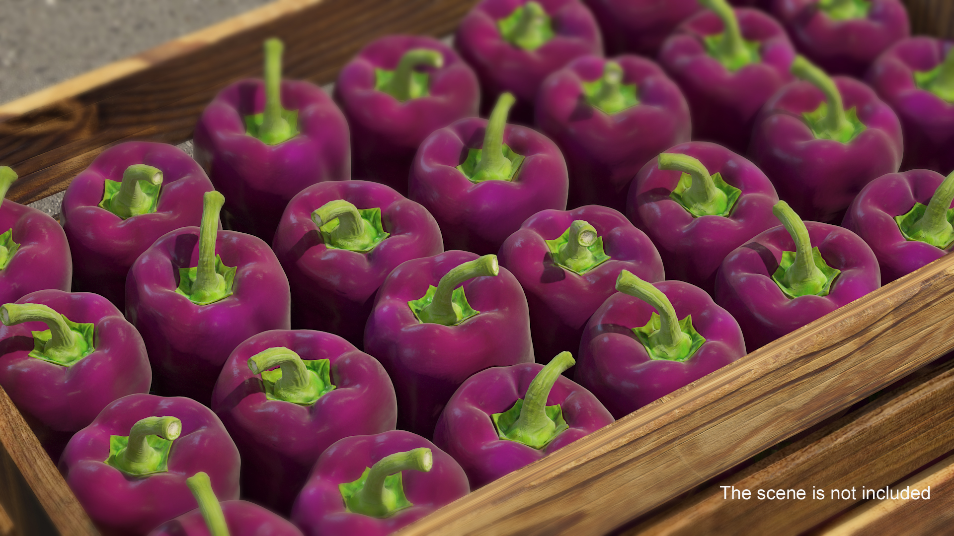 3D Purple Pepper Marconi