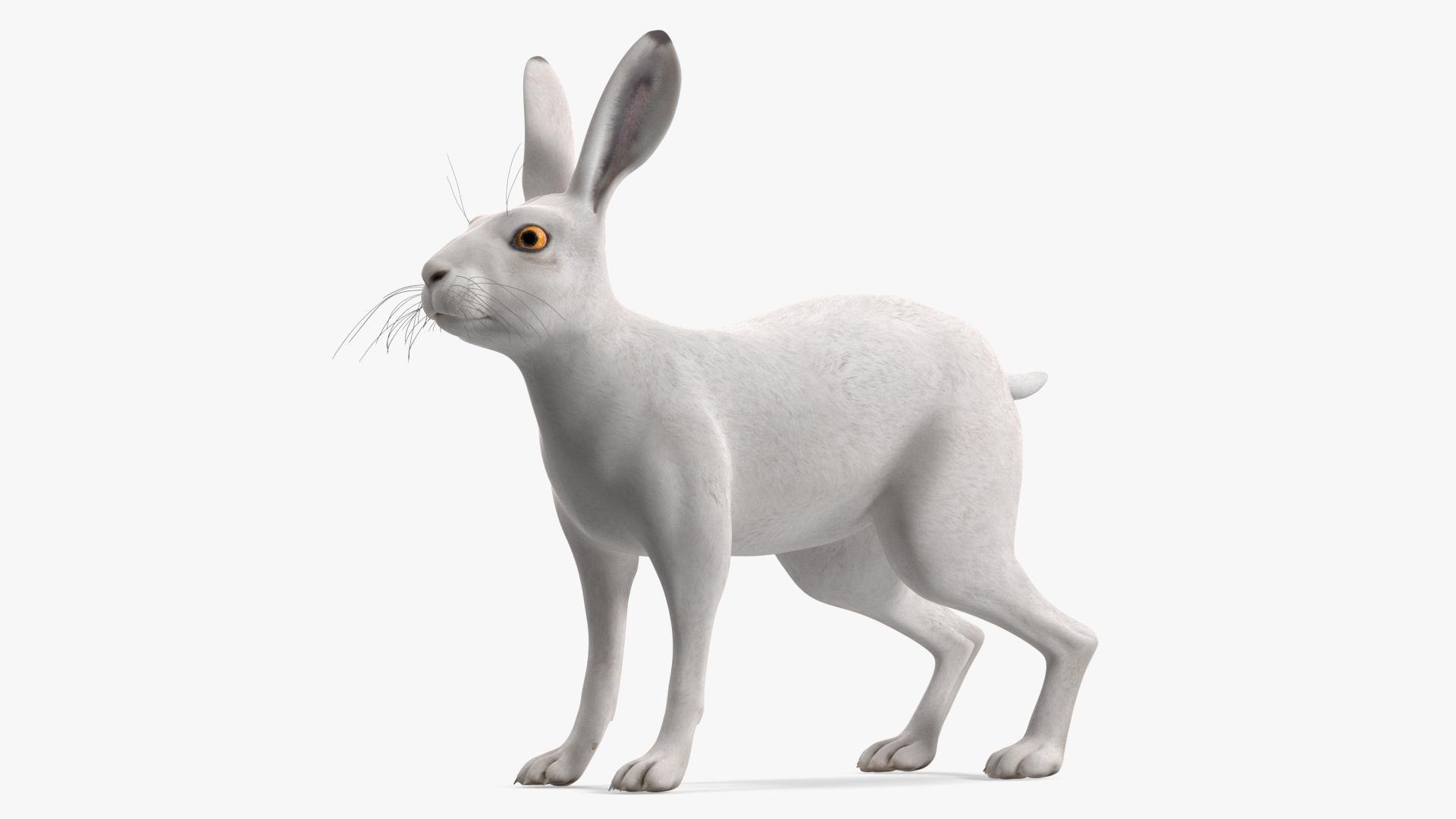 3D Winter Jackrabbit Rigged for Maya model
