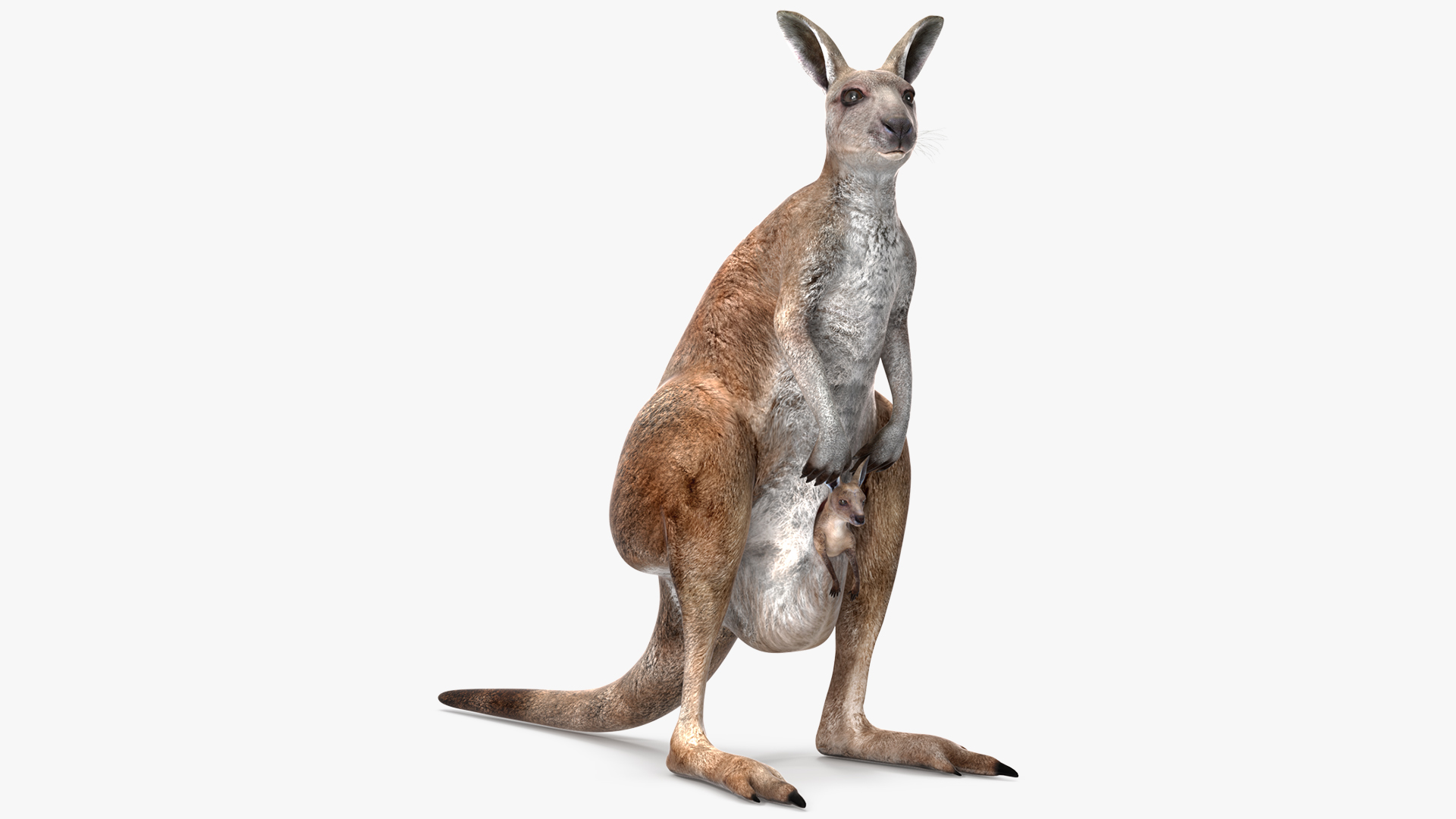 Mother Kangaroo with Baby Standing 3D model