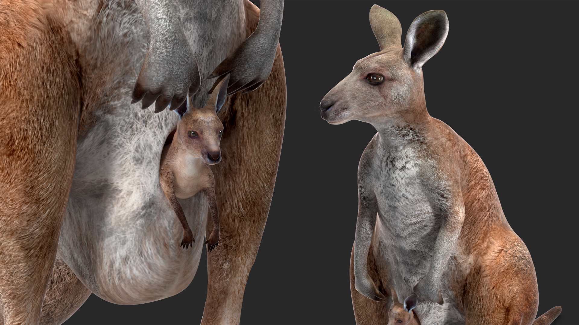 Mother Kangaroo with Baby Standing 3D model