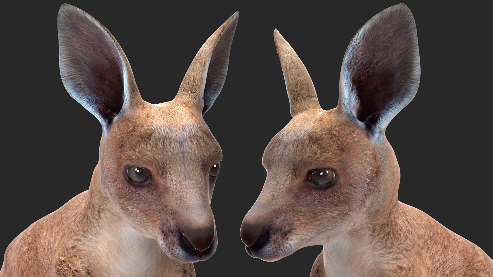 Mother Kangaroo with Baby Standing 3D model