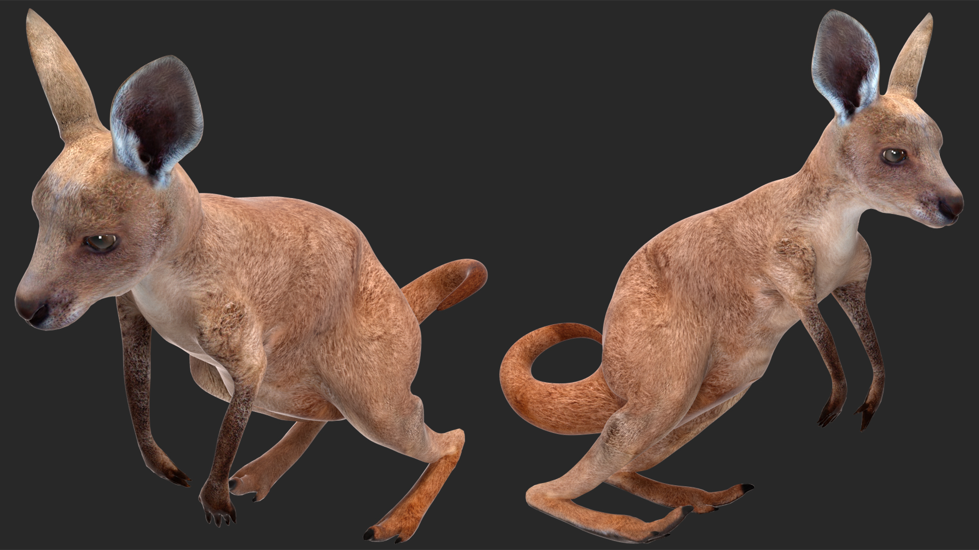 Mother Kangaroo with Baby Standing 3D model