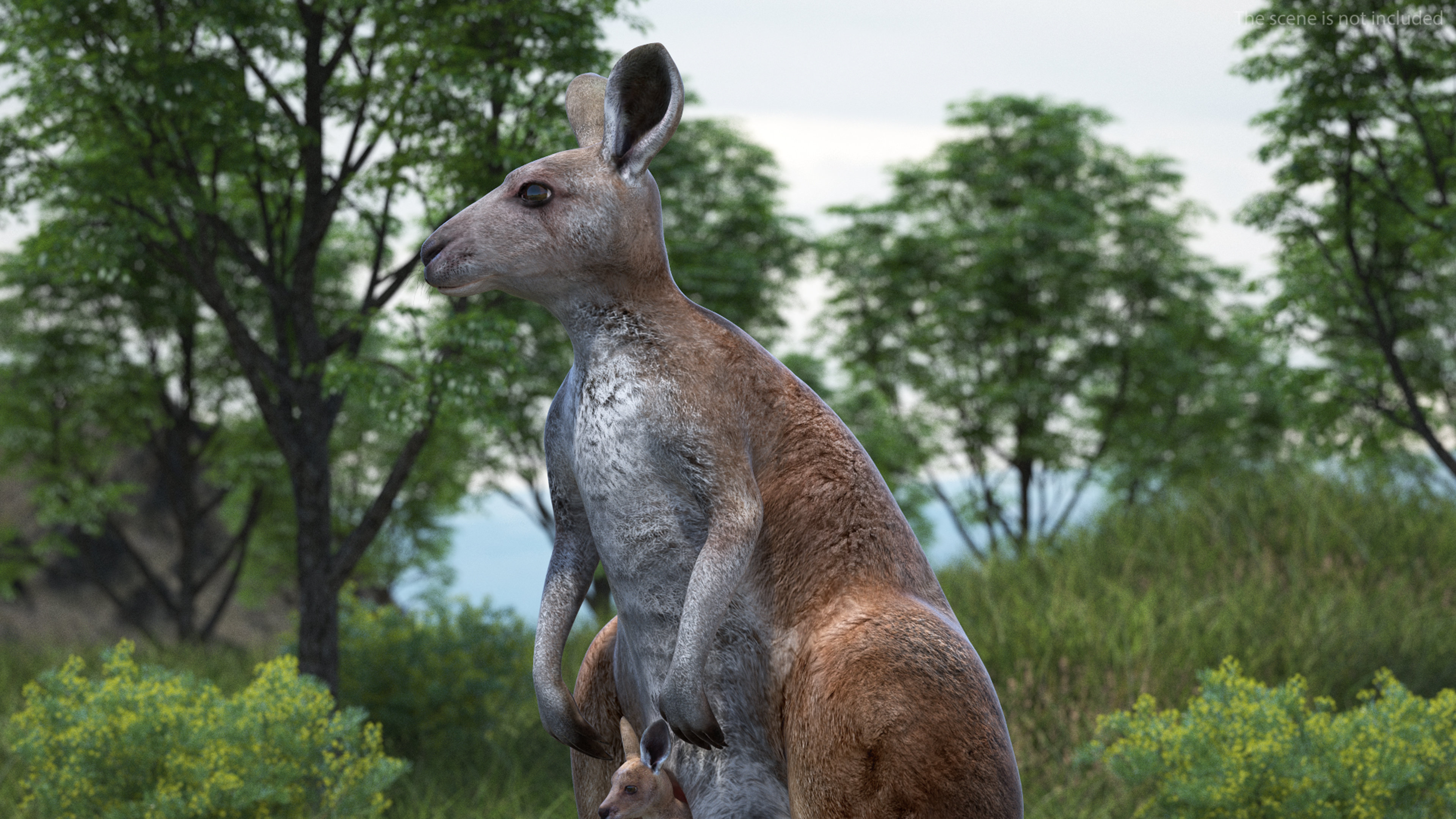 Mother Kangaroo with Baby Standing 3D model