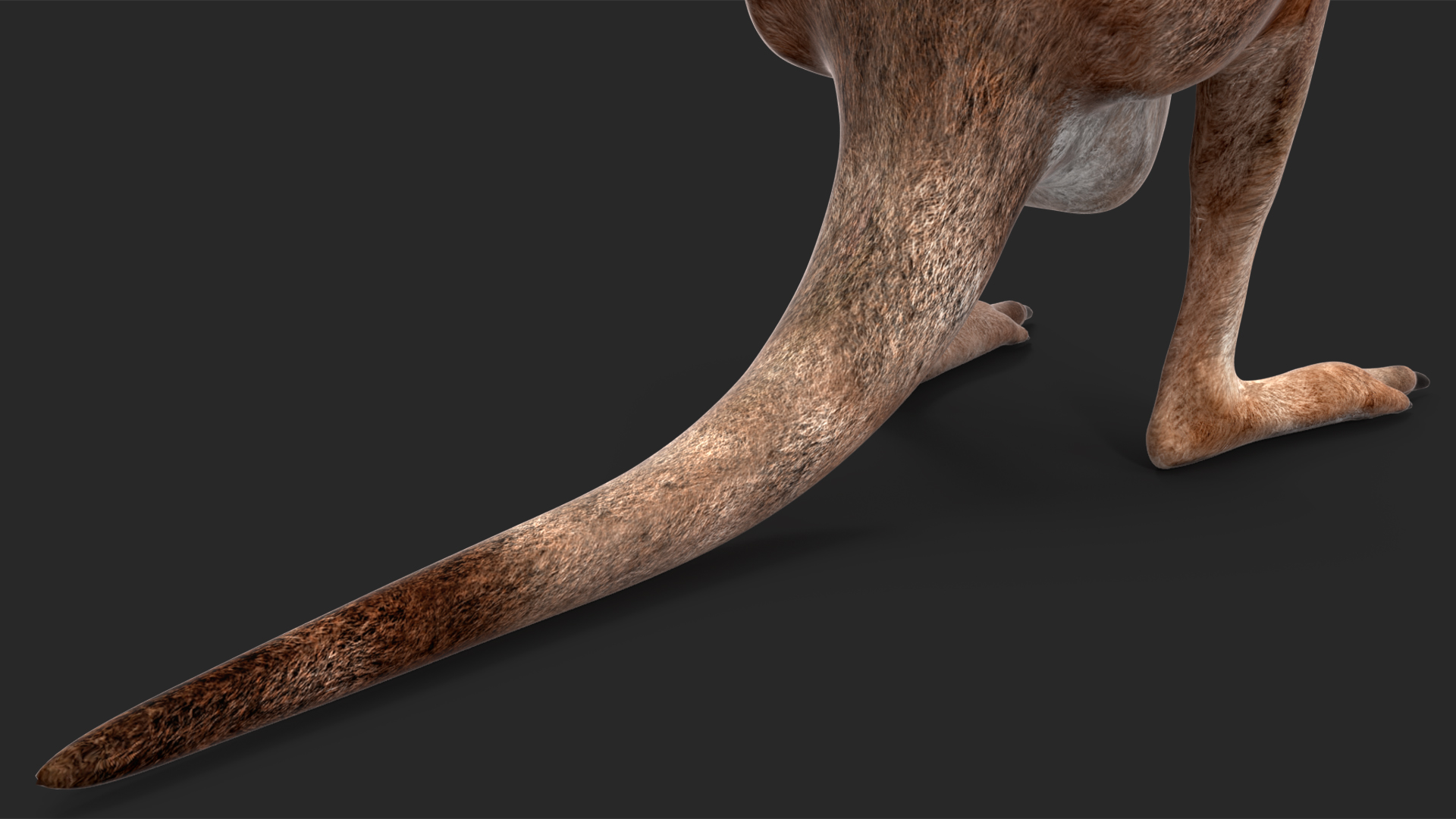 Mother Kangaroo with Baby Standing 3D model