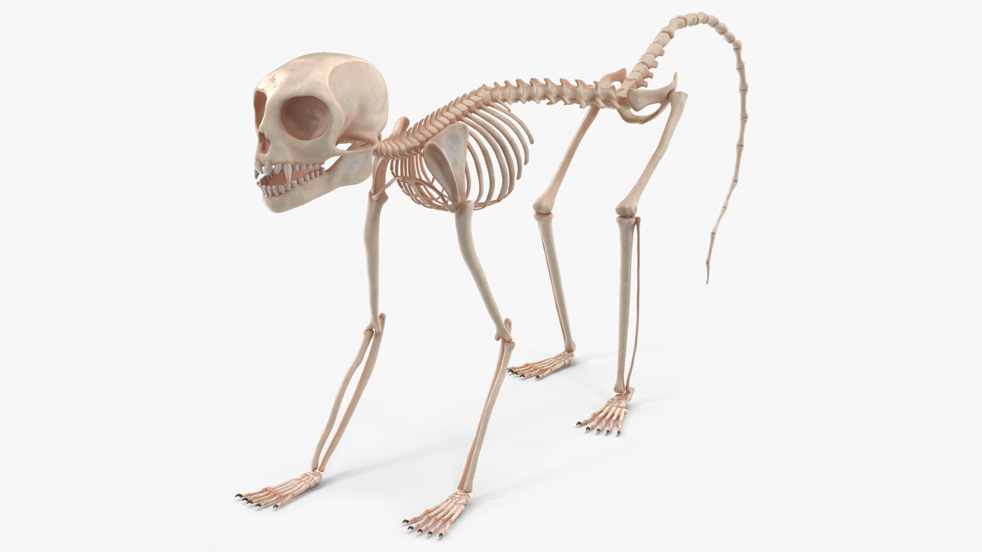 3D model Common Marmoset Monkey Skeleton Crawling