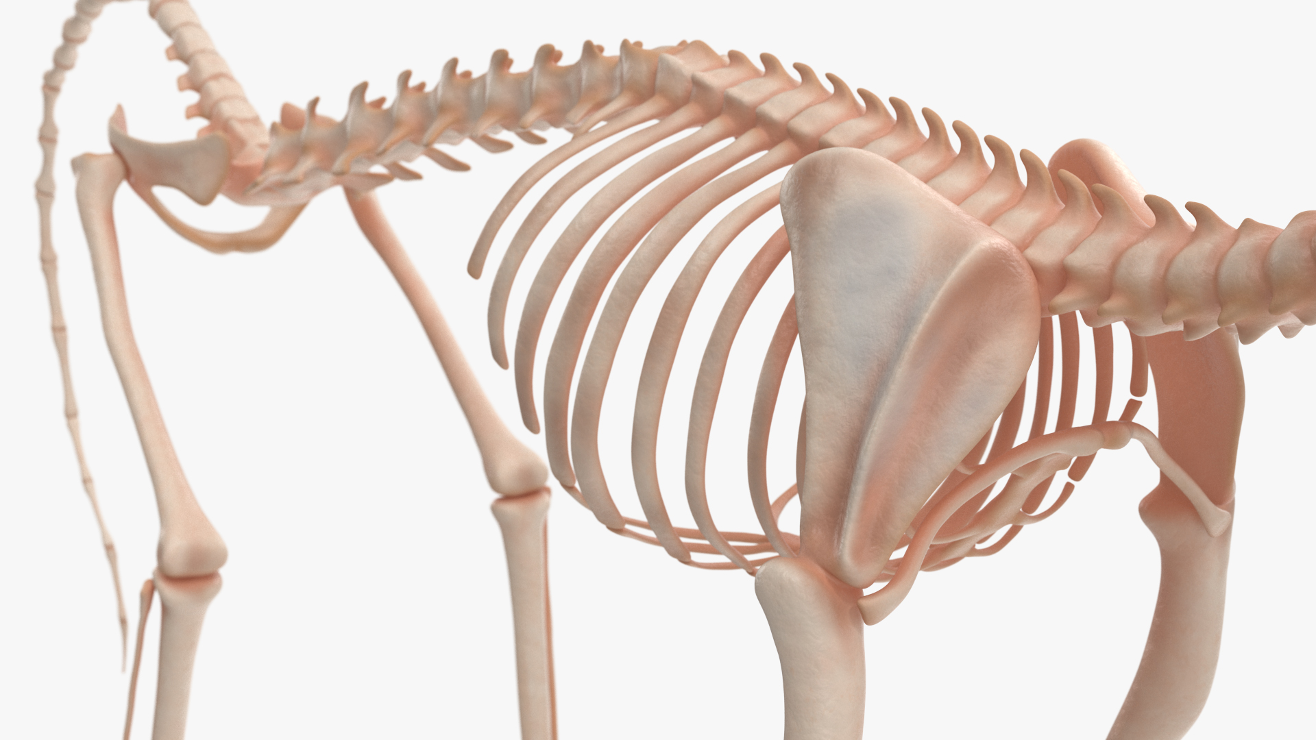 3D model Common Marmoset Monkey Skeleton Crawling