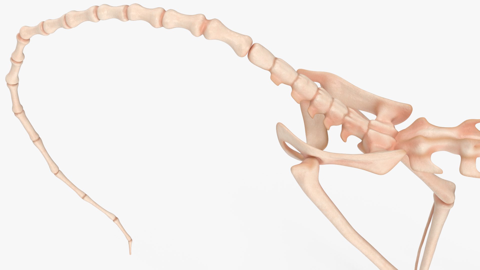 3D model Common Marmoset Monkey Skeleton Crawling