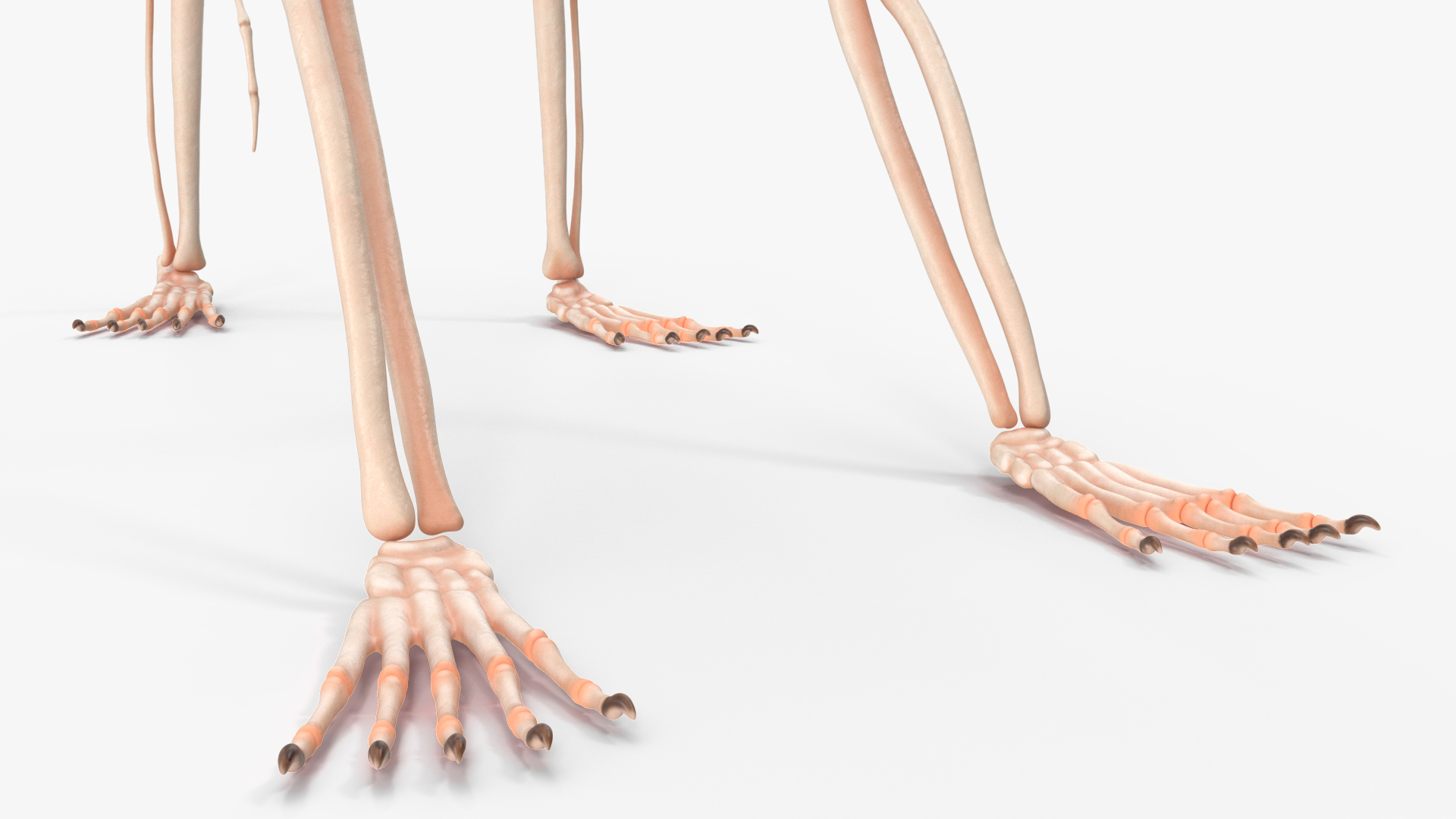 3D model Common Marmoset Monkey Skeleton Crawling