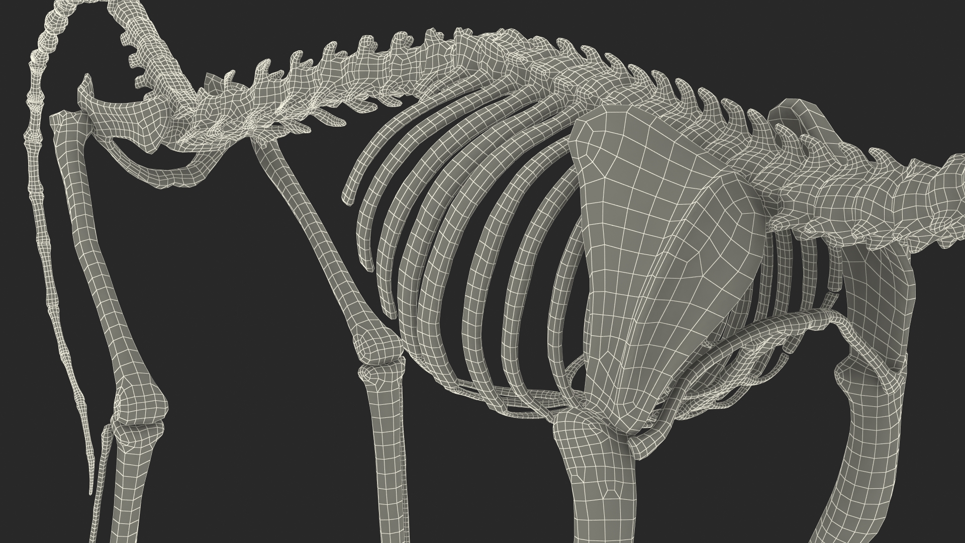 3D model Common Marmoset Monkey Skeleton Crawling