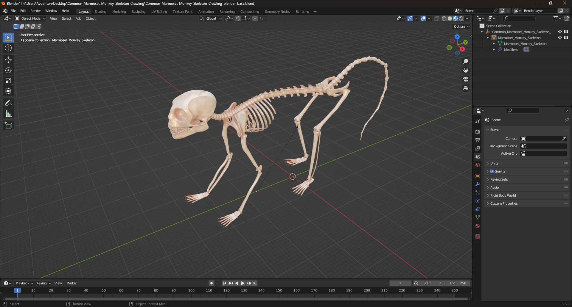 3D model Common Marmoset Monkey Skeleton Crawling