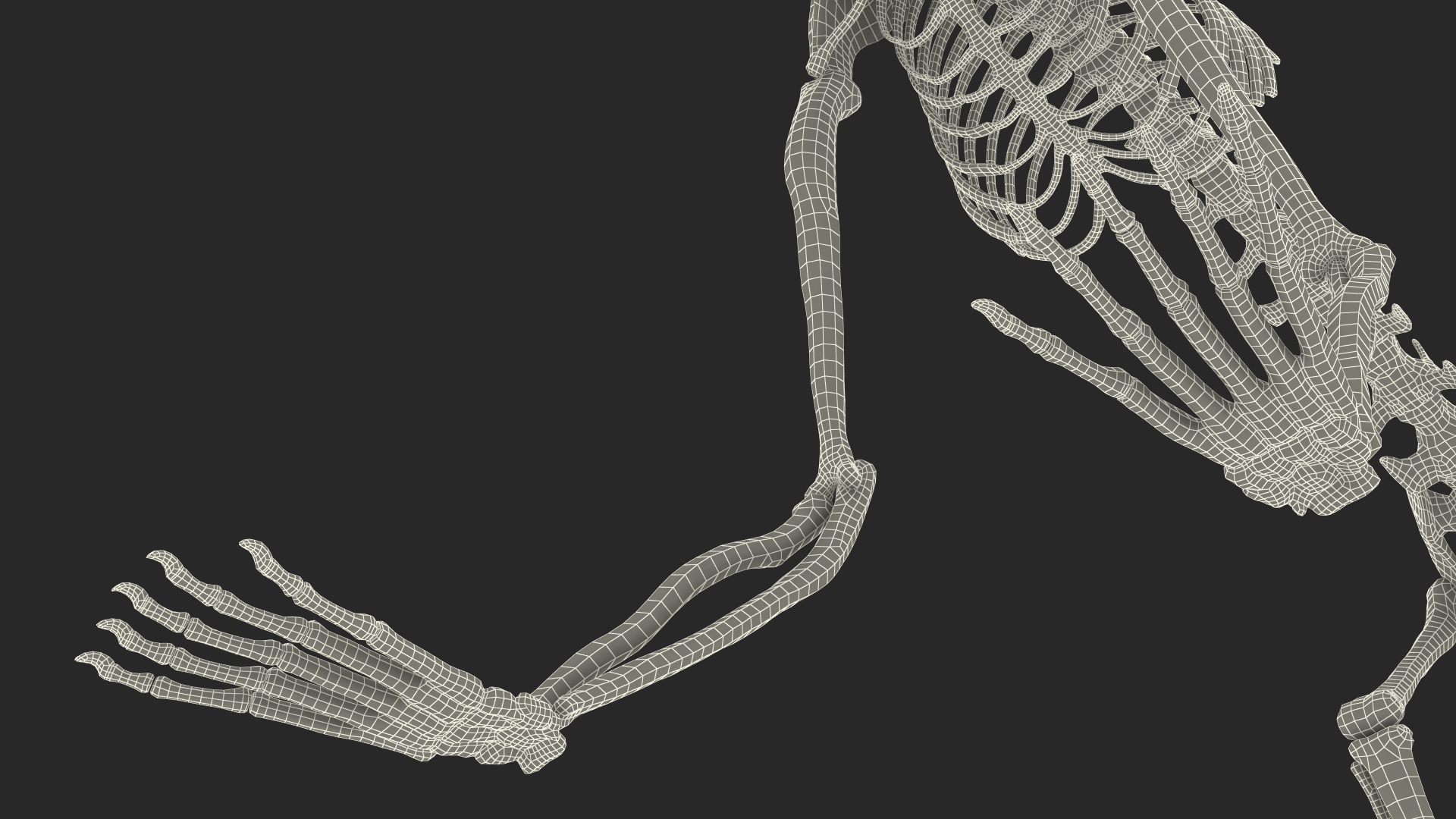 3D model Common Marmoset Monkey Skeleton Crawling