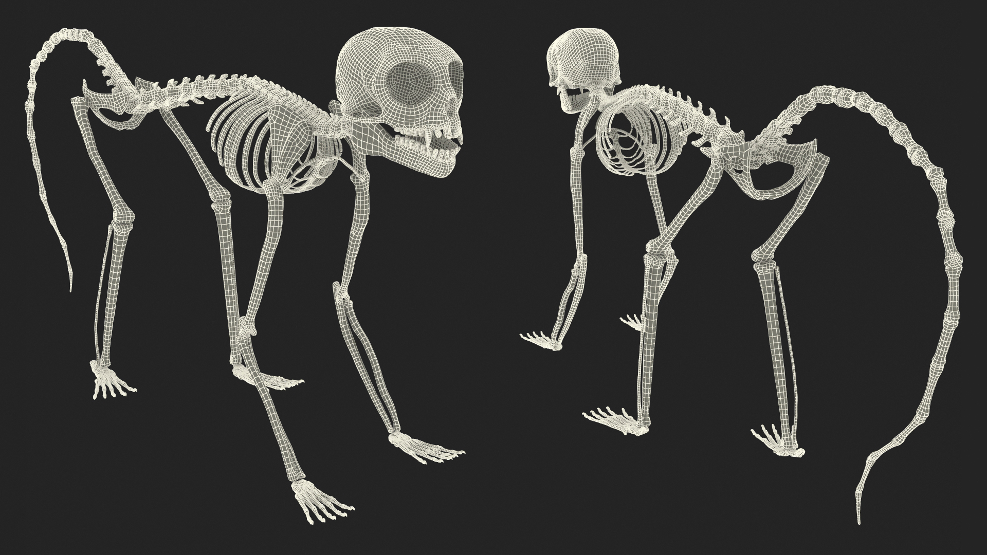 3D model Common Marmoset Monkey Skeleton Crawling